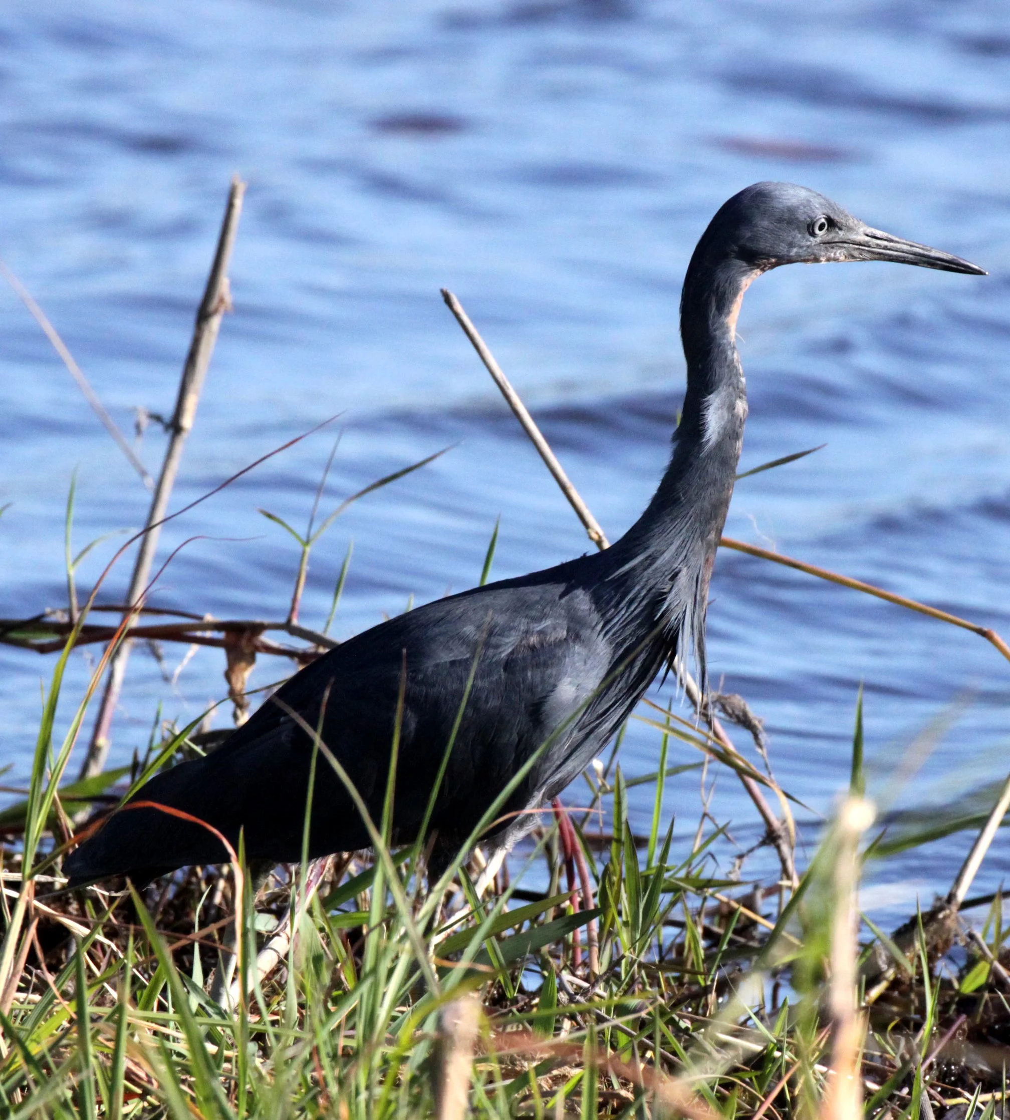 HERON - BLACK HERON (EGRET) - Egretta ardesiaca - CHOBE NATIONAL PARK BOTSWANA (29).JPG