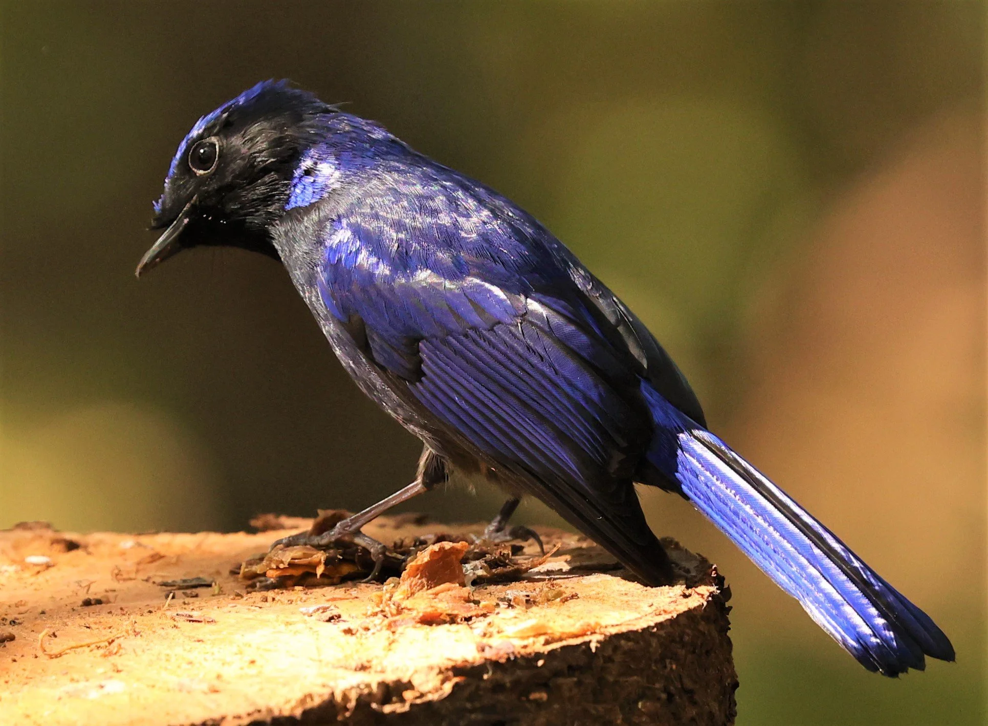 NILTAVA - SMALL NILTAVA - Niltava macgrigoriae - DOI ANG KHANG CHIANG MAI (45).jpg