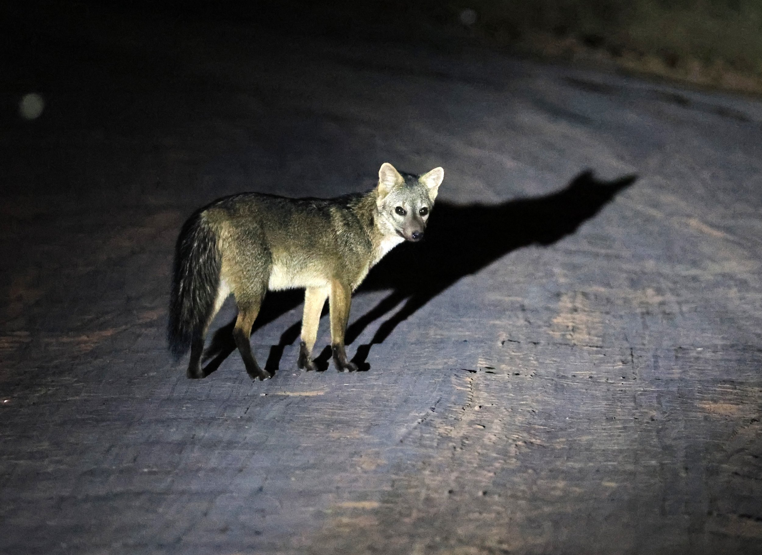 Crab-eating Fox (Cerdocyon thous) Agua Dulce Paraguay (9).jpg
