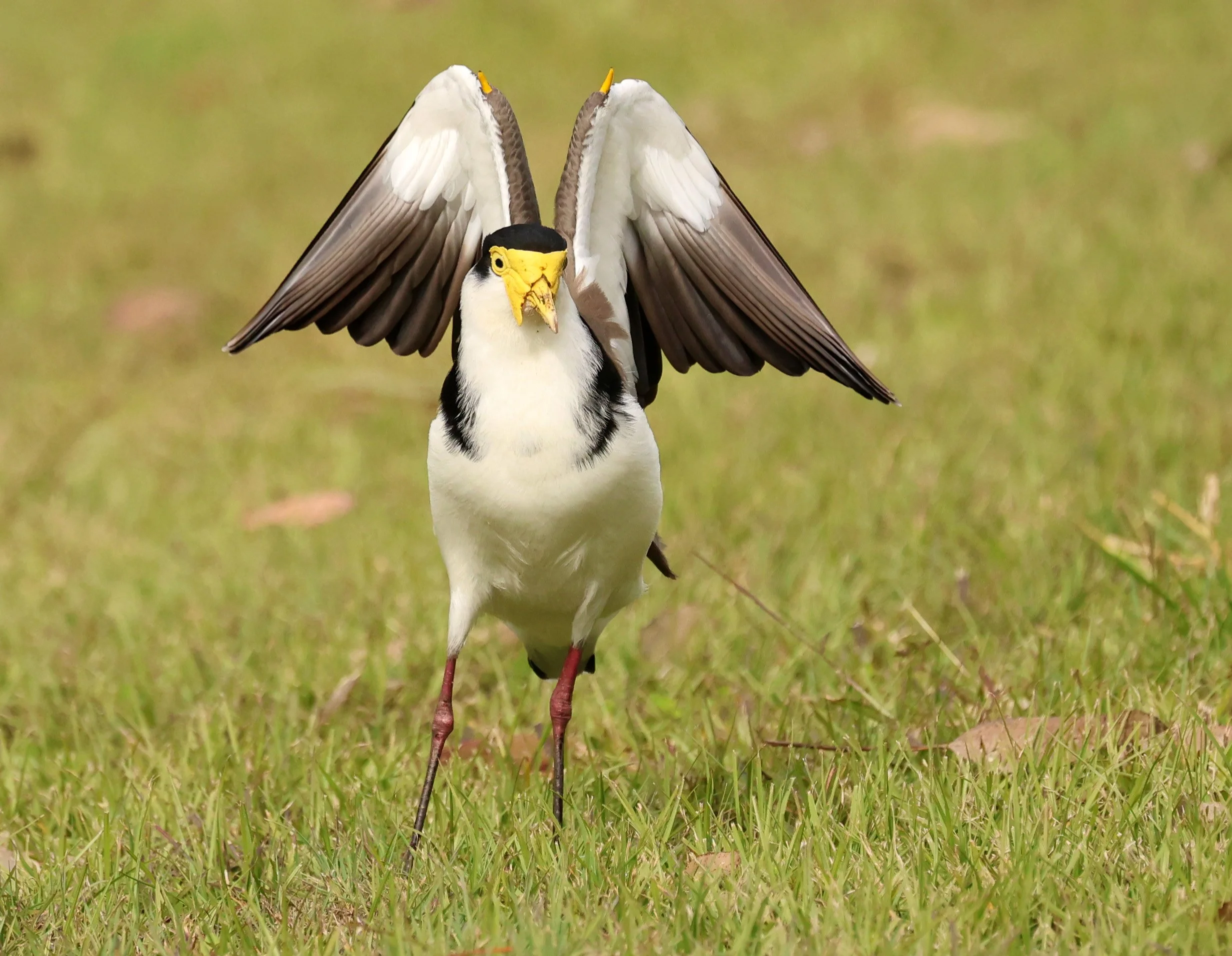 Masked Lapwing (Vanellus miles) Canungra near Lamington NP - Queensland (20).jpg