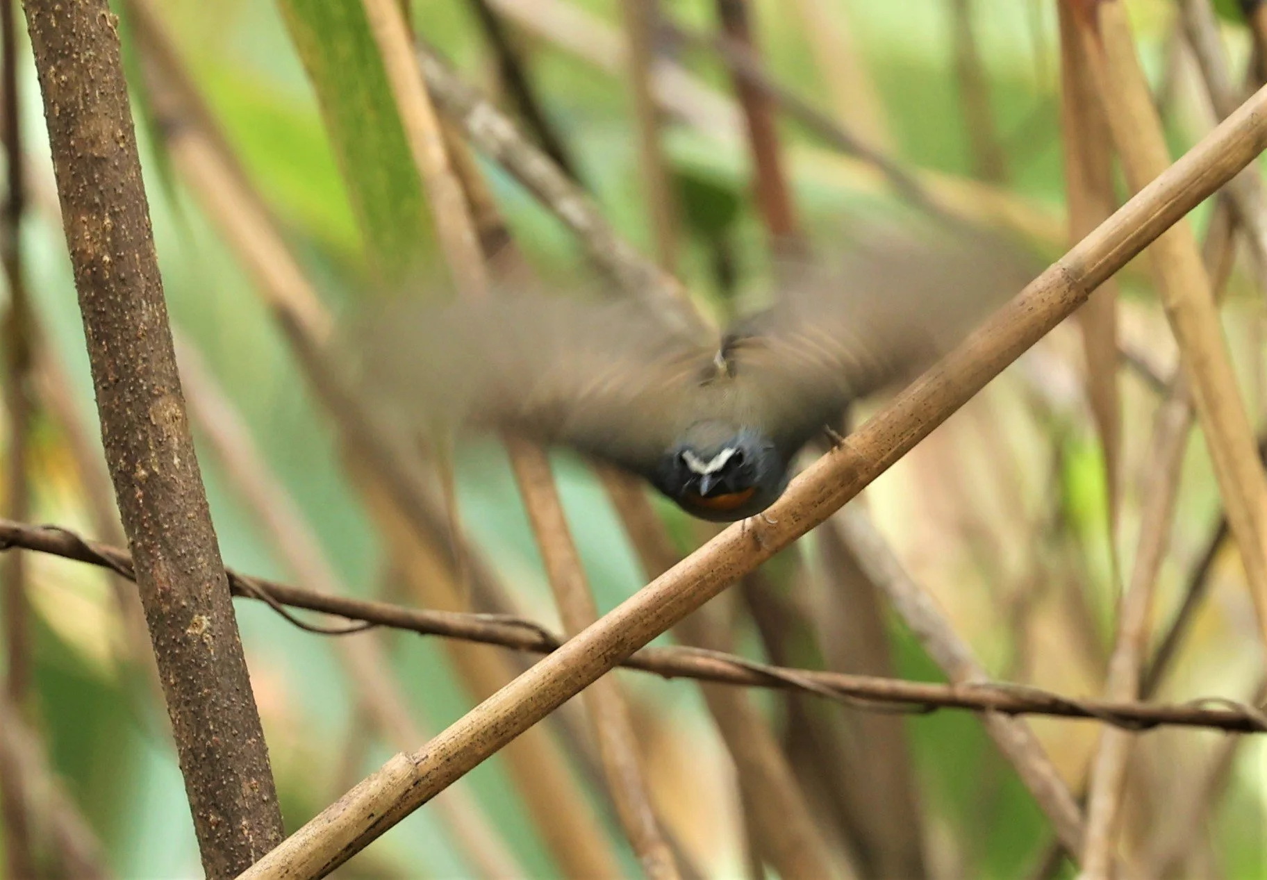 FLYCATCHER - RUFOUS-GORGETED FLYCATCHER - Ficedula strophiata - DOI SAN JU (DOI LANG WEST) FEB 2022 (15).jpg