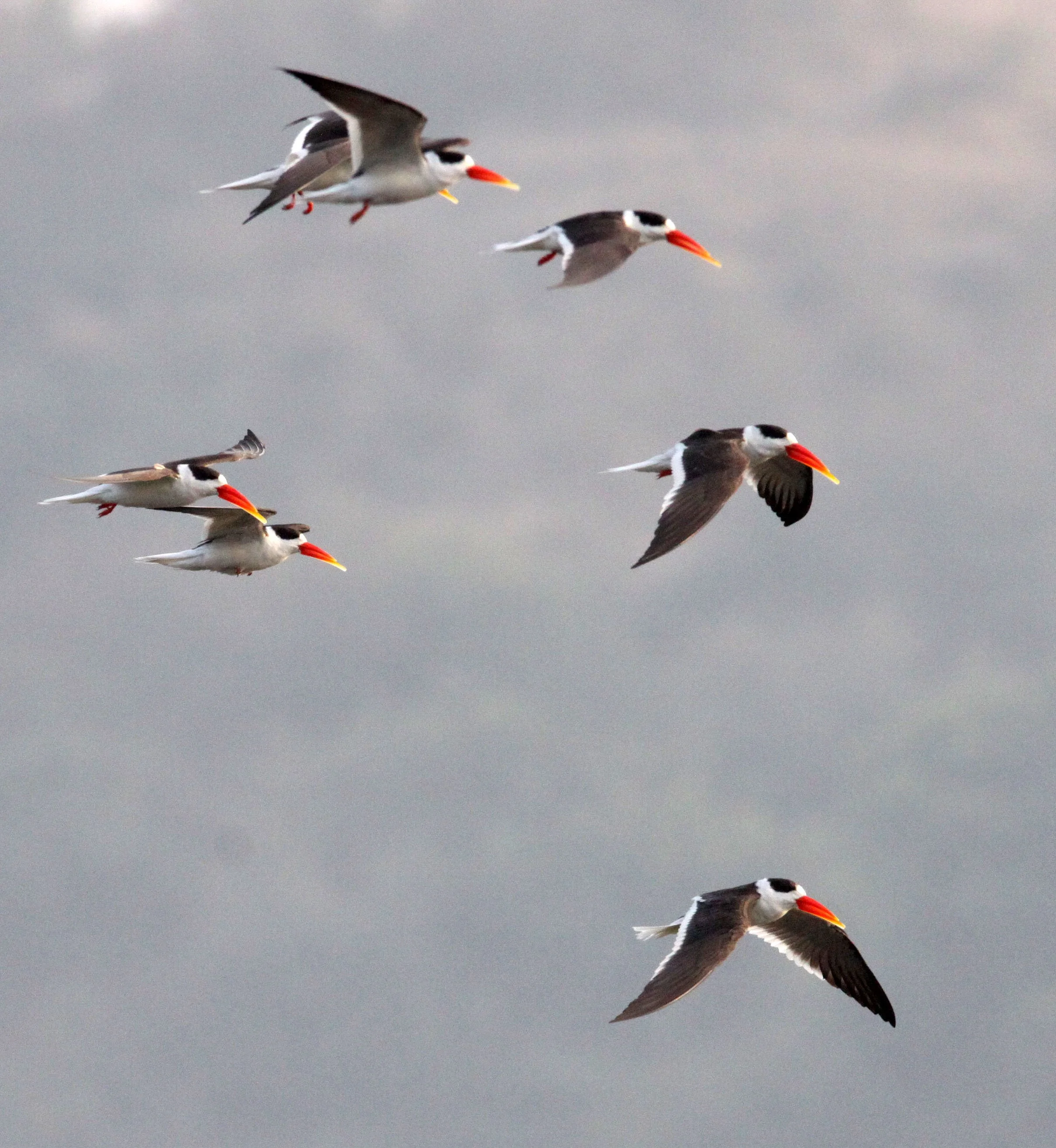 BIRD - SKIMMER - INDIAN SKIMMER - CHAMBAL SANCTUARY INDIA (73).JPG