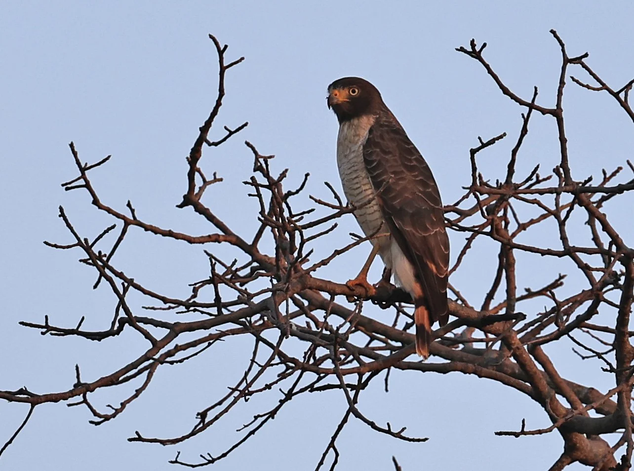 Roadside Hawk (Rupornis magnirostris) Agua Dulce Paraguay (1).jpg