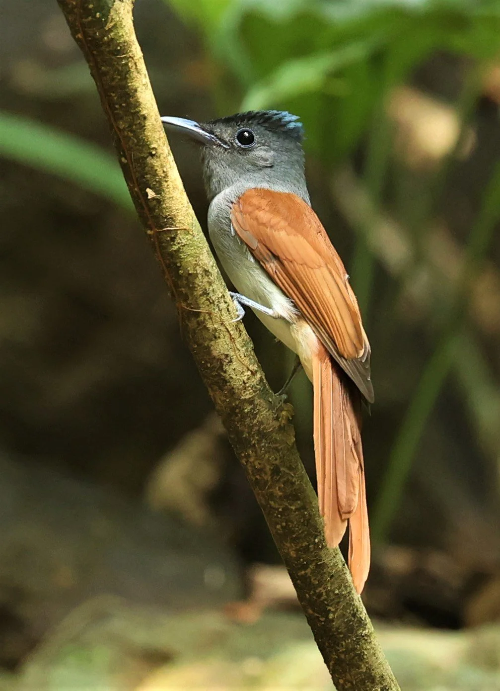 PARADISE-FLYCATCHER - BLYTH'S PARADISE-FLYCATCHER - Terpsiphone affinis - KRUNG CHING, KHAO LUANG NP NST, APRIL 2022 (27).jpg