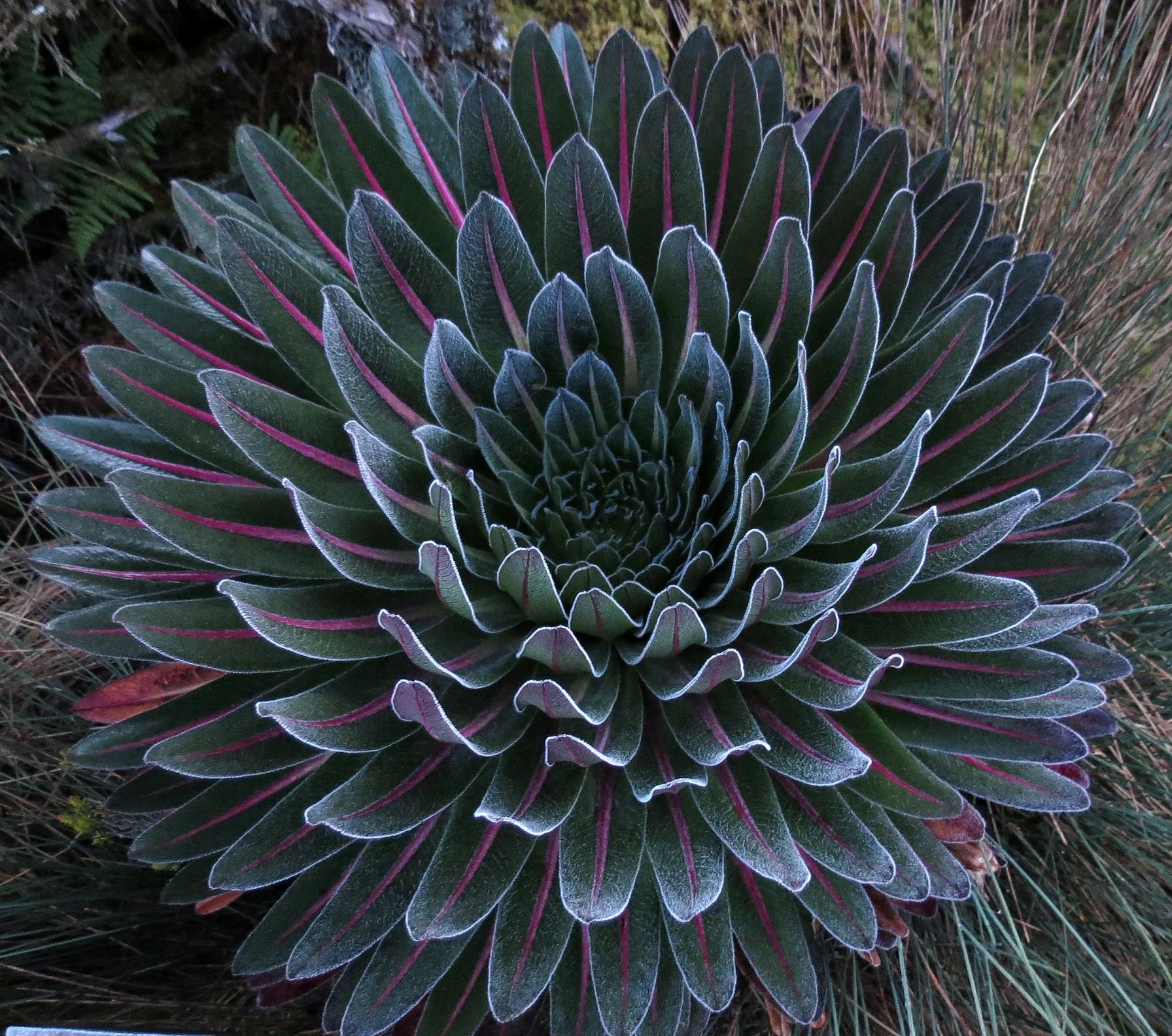 RWENZORI NATIONAL PARK UGANDA (191).JPG
