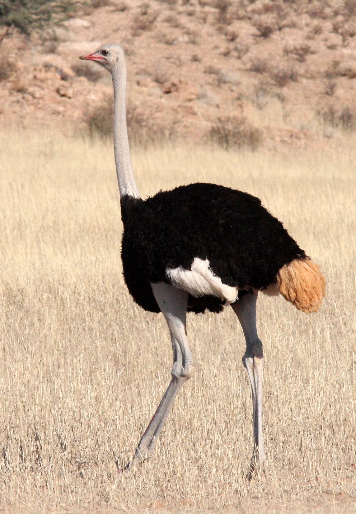 Struthio camelus australis - SOUTH AFRICAN OSTRICH - KGALAGADI NATIONAL PARK SOUTH AFRICA (4).JPG