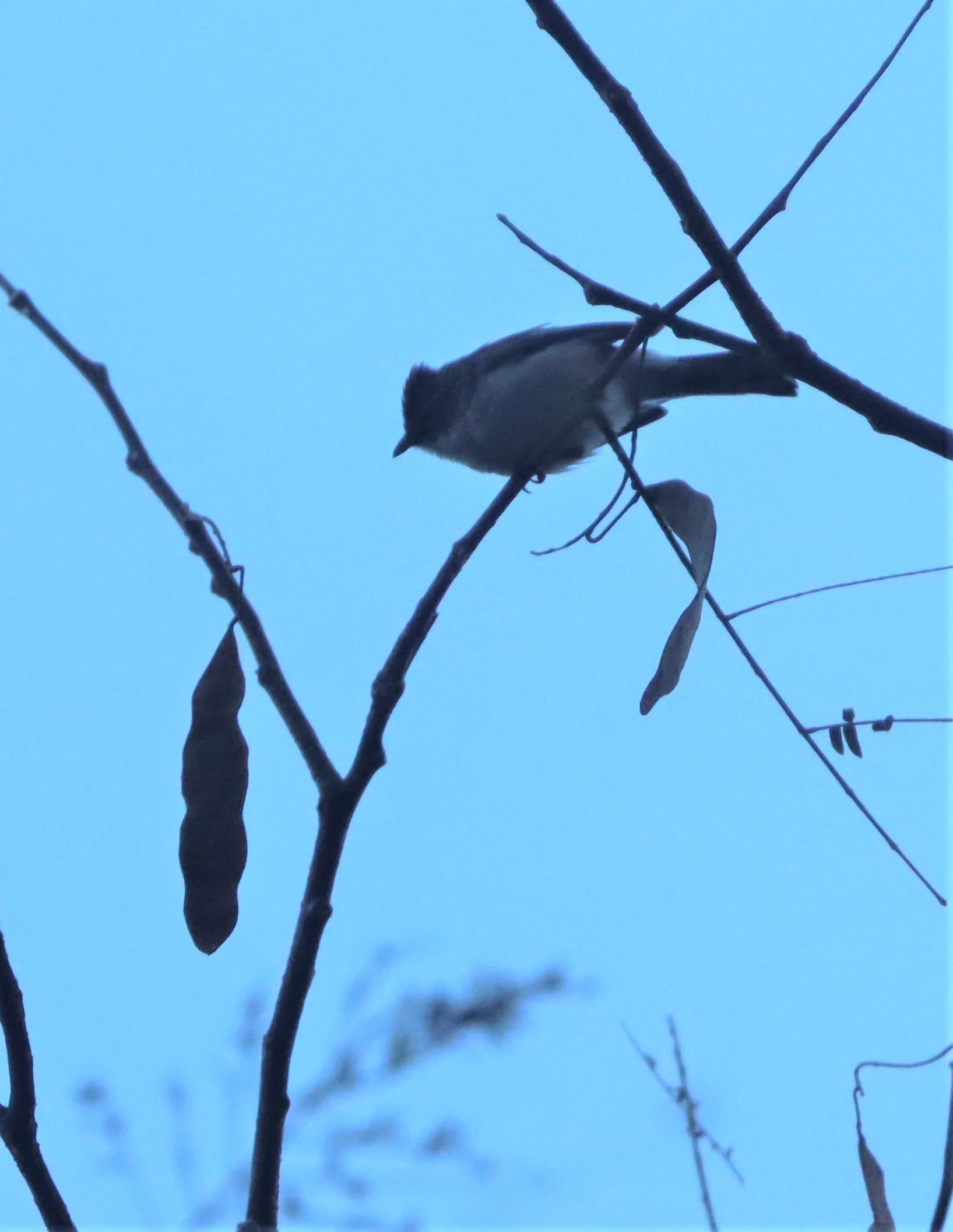 Burmese Yuhina (Yuhina humilis) Doi Inthanon NP Chiang Mai (2).jpg