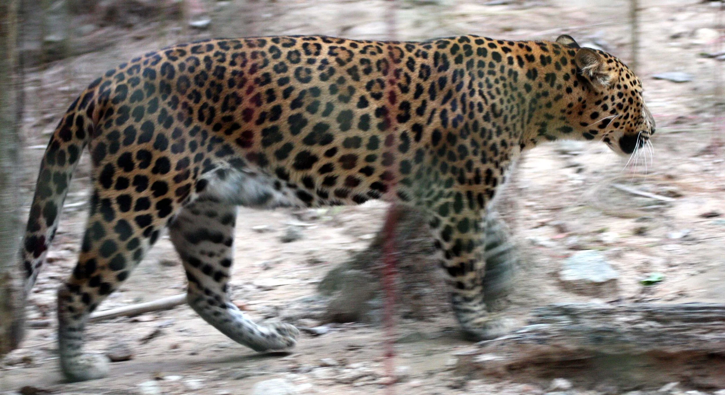My first Indochinese Leopard at Kaeng Krachan.  Seems these days the normal color form is the melanistic form.