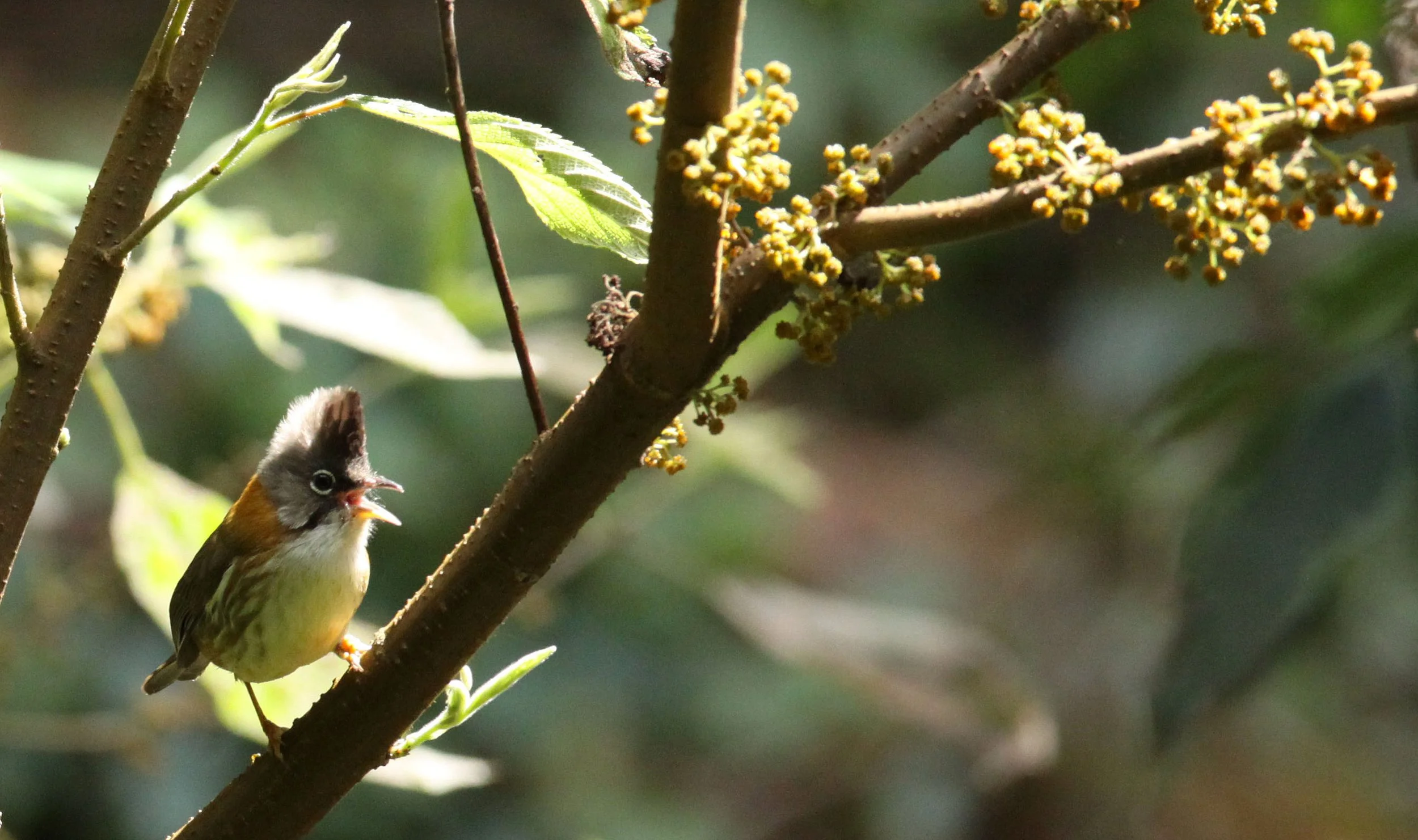 Whiskered Yuhina (Yuhina flavicollis) Wuliangshan Yunnan China (8).JPG