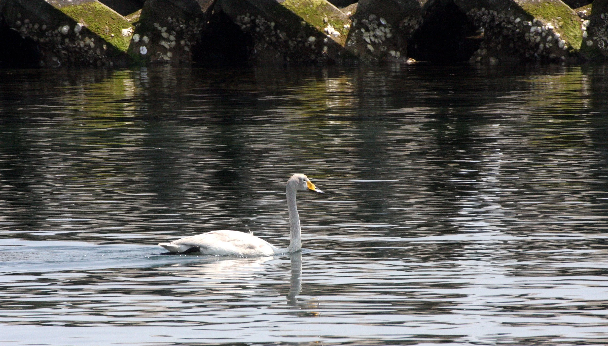 SWAN - WHOOPER SWAN - Cygnus cygnus - KAWAUCHI HARBOR JAPAN (17).JPG