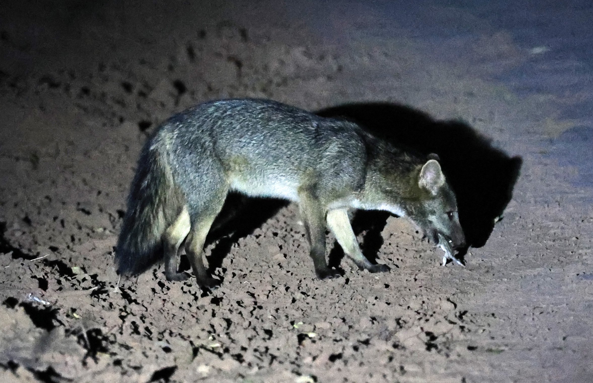 Crab-eating Fox (Cerdocyon thous) Agua Dulce Paraguay (40).jpg