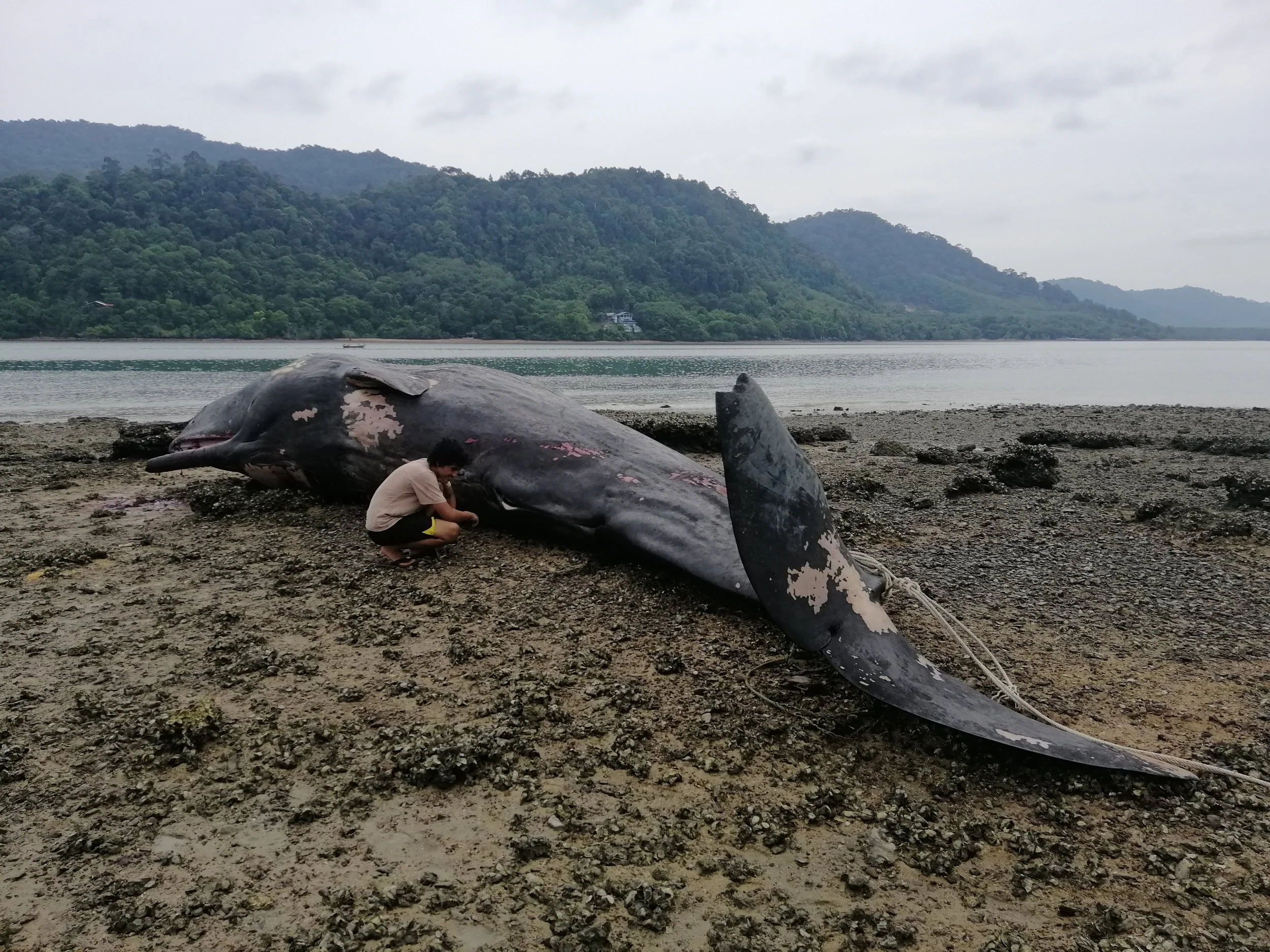 2019 Koh Lanta Dead Sperm Whale Summer Trip (21).jpg