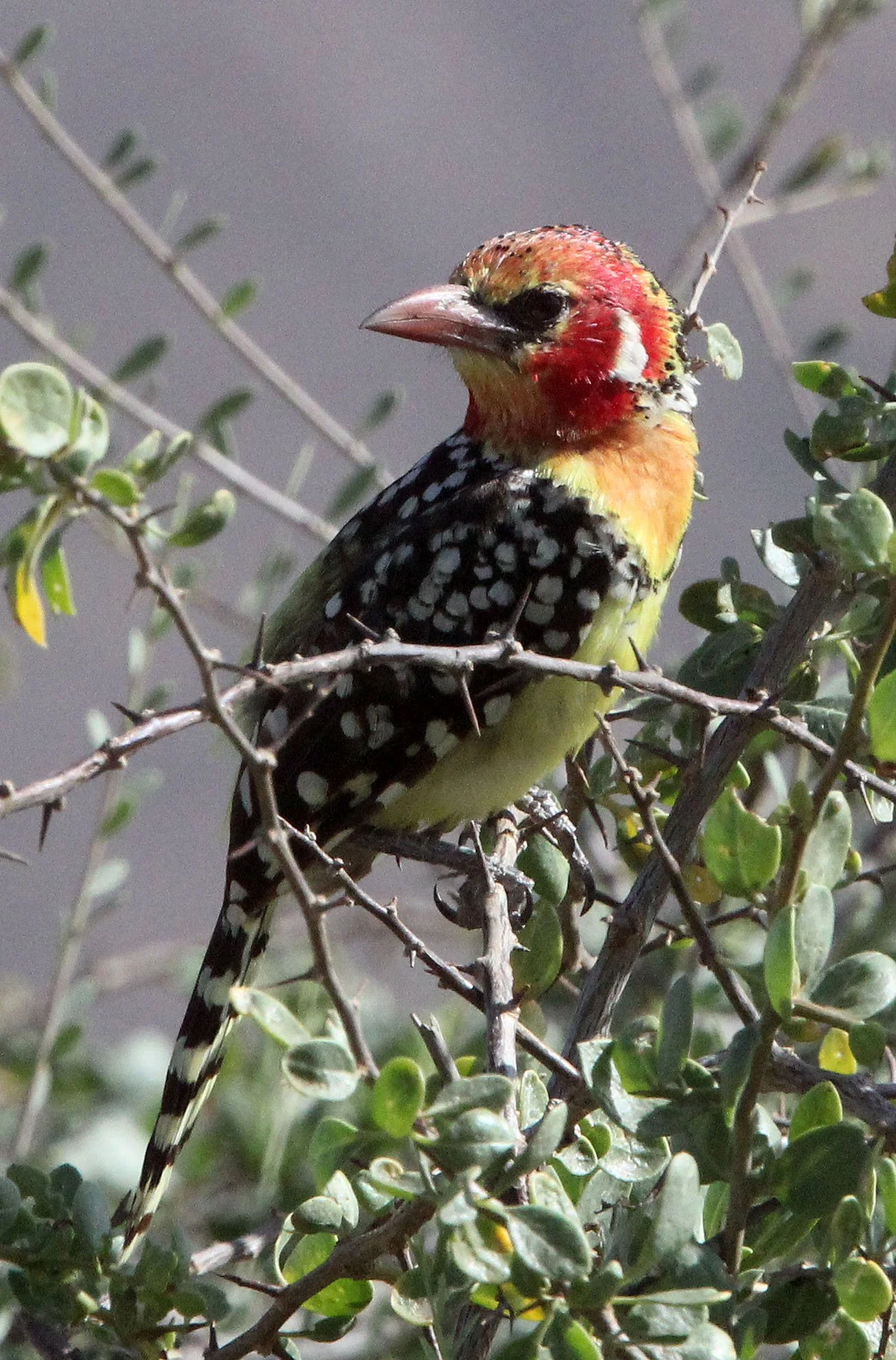 BARBET - RED-AND-YELLOW BARBET - Trachyphonus erythrocephalus - SAMBURU NATIONAL PARK KENYA (5).JPG