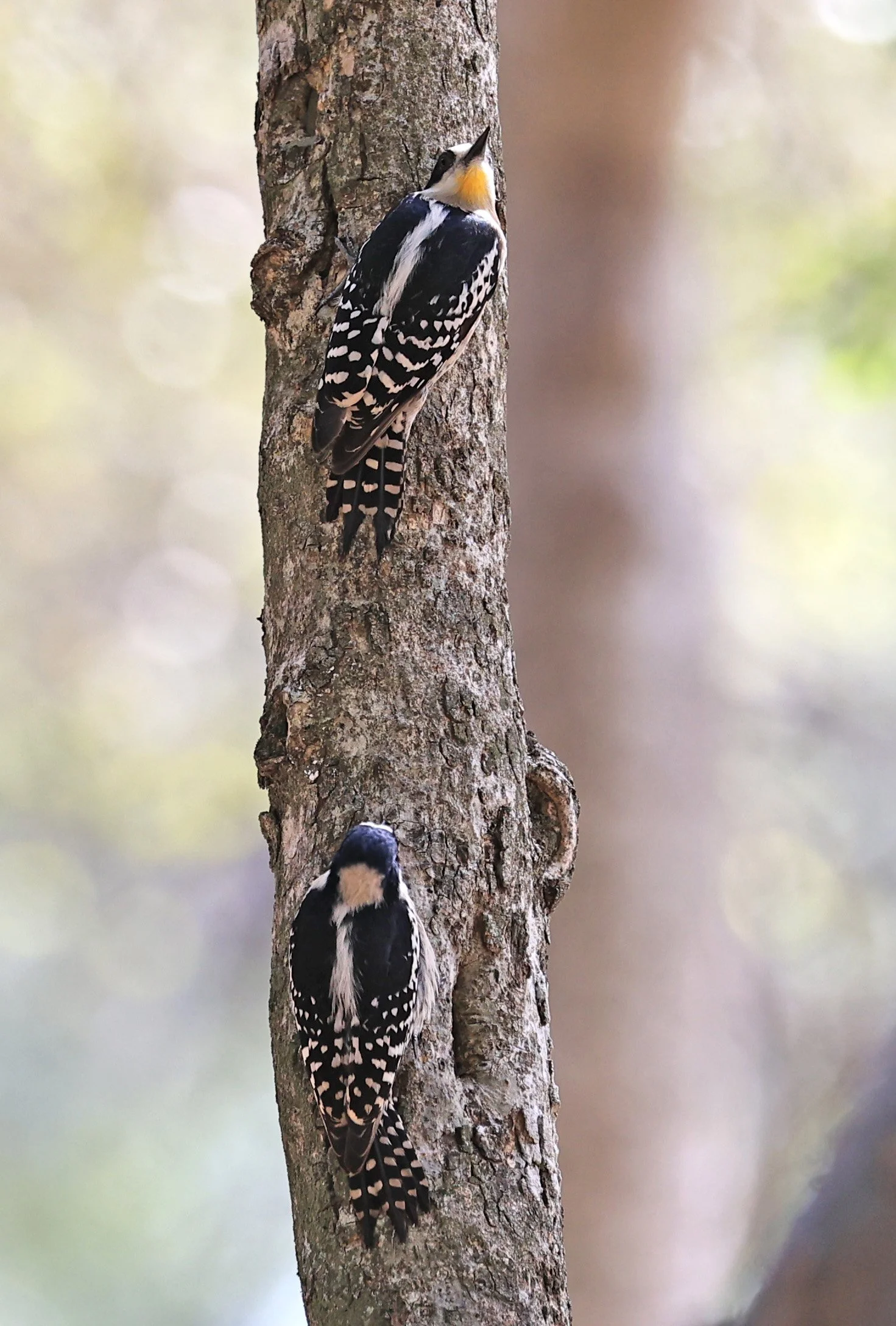 White-fronted Woodpecker (Melanerpes cactorum) Hotel Campestre Iparoma Paraguay (30).jpg