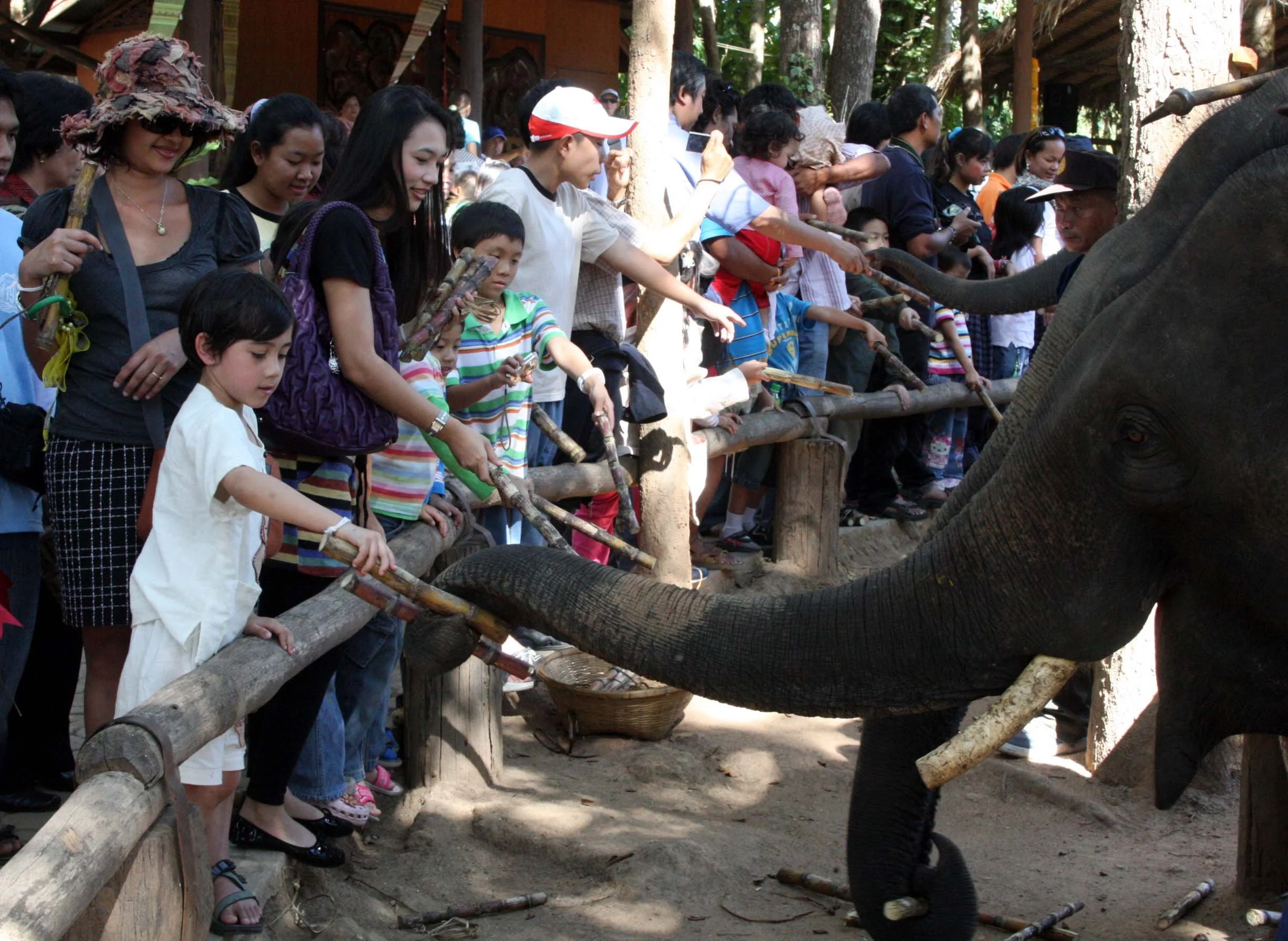 2008 Lampang City & Elephant Center (56).JPG