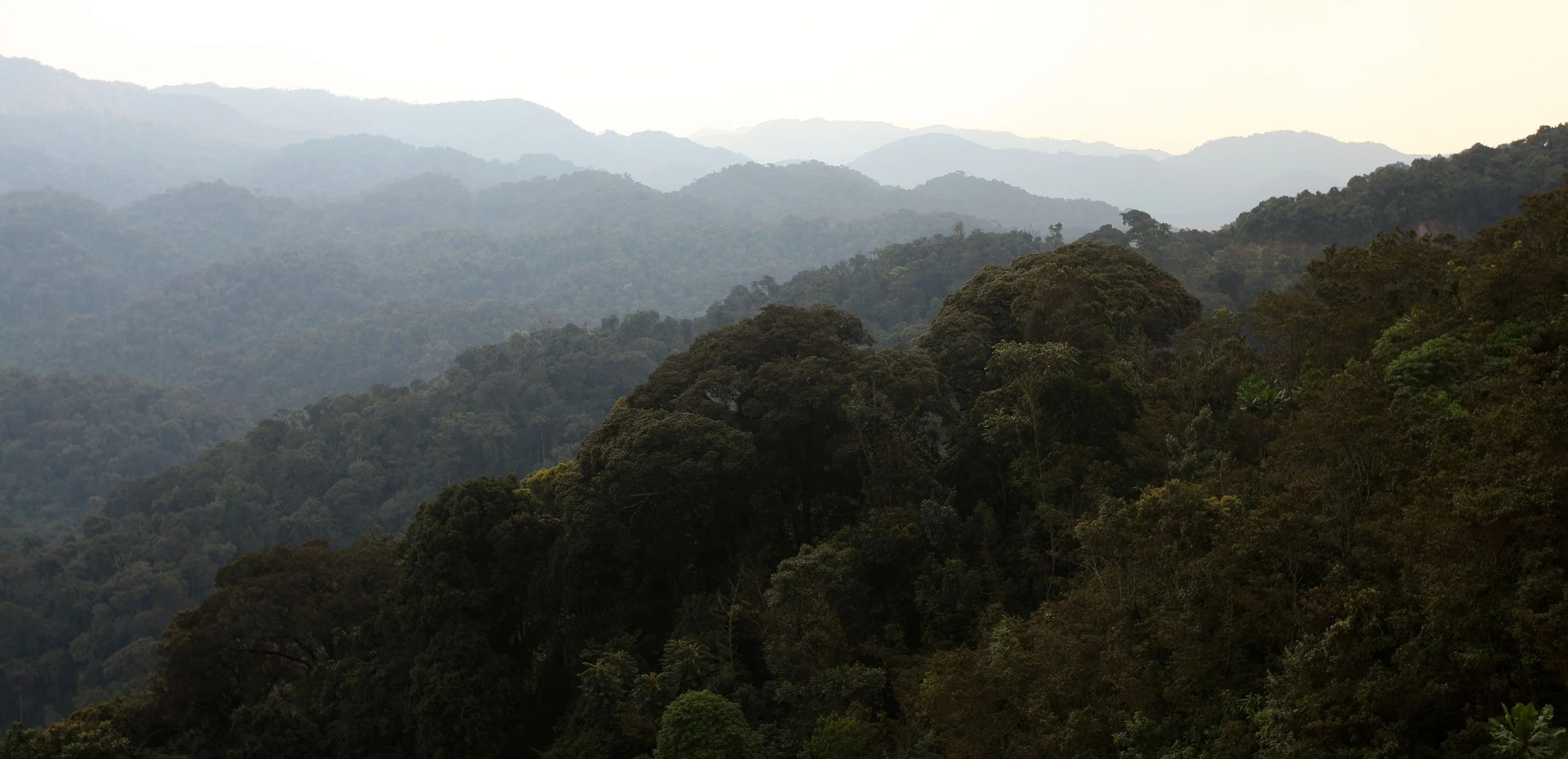 NYUNGWE NATIONAL PARK RWANDA 2 (27).JPG