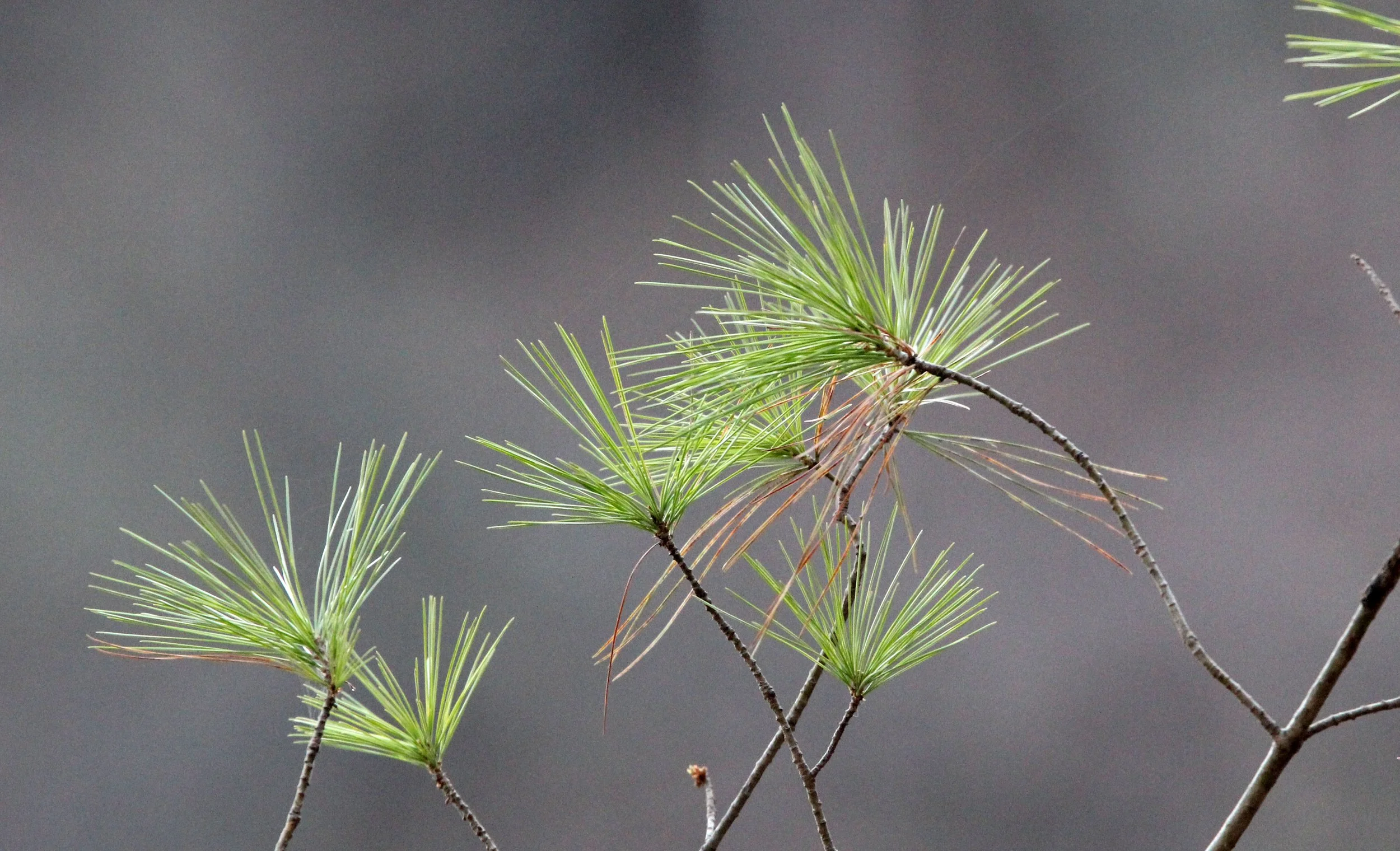 TANGJIAHE NATURE RESERVE, SICHUAN CHINA (15).JPG