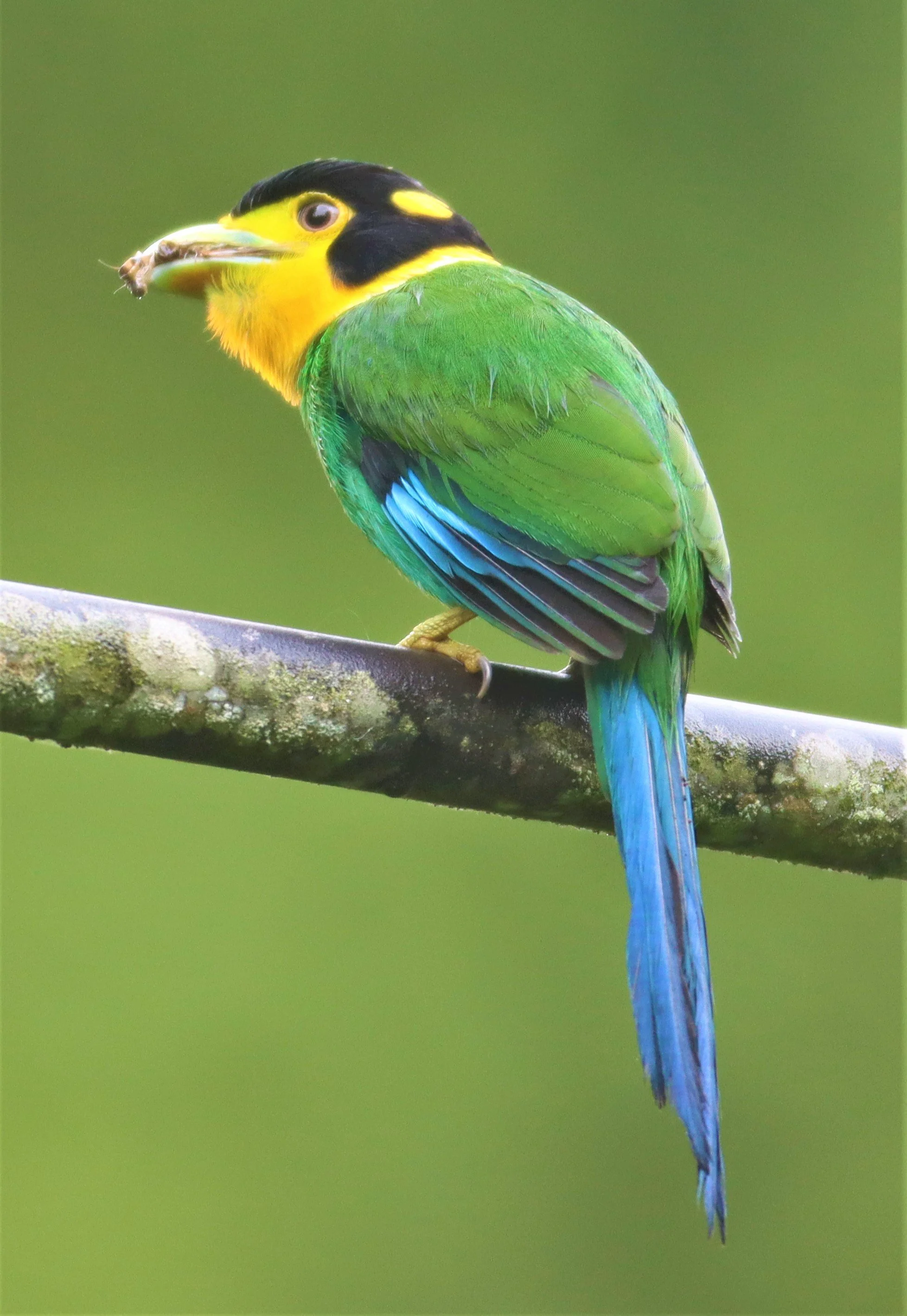 BROADBILL - LONG-TAILED BROADBILL - Psarisomus dalhousiae - KHAO YAI NATIONAL PARK (36).jpg