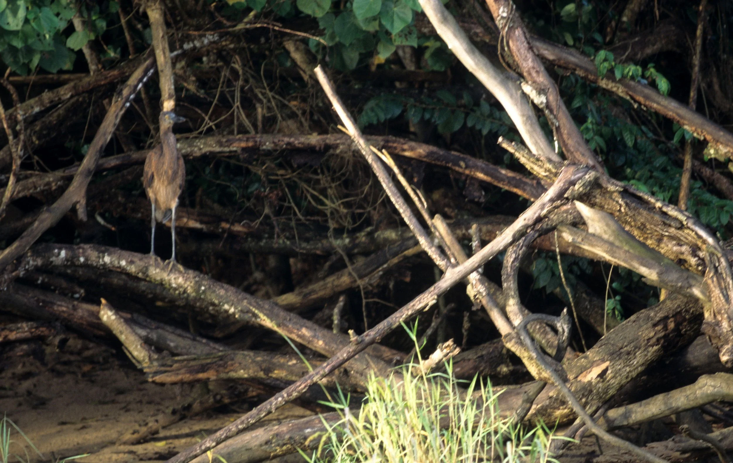 BIRD - HERON - GREAT-BILLED HERON - DAINTREE RIVER.jpg