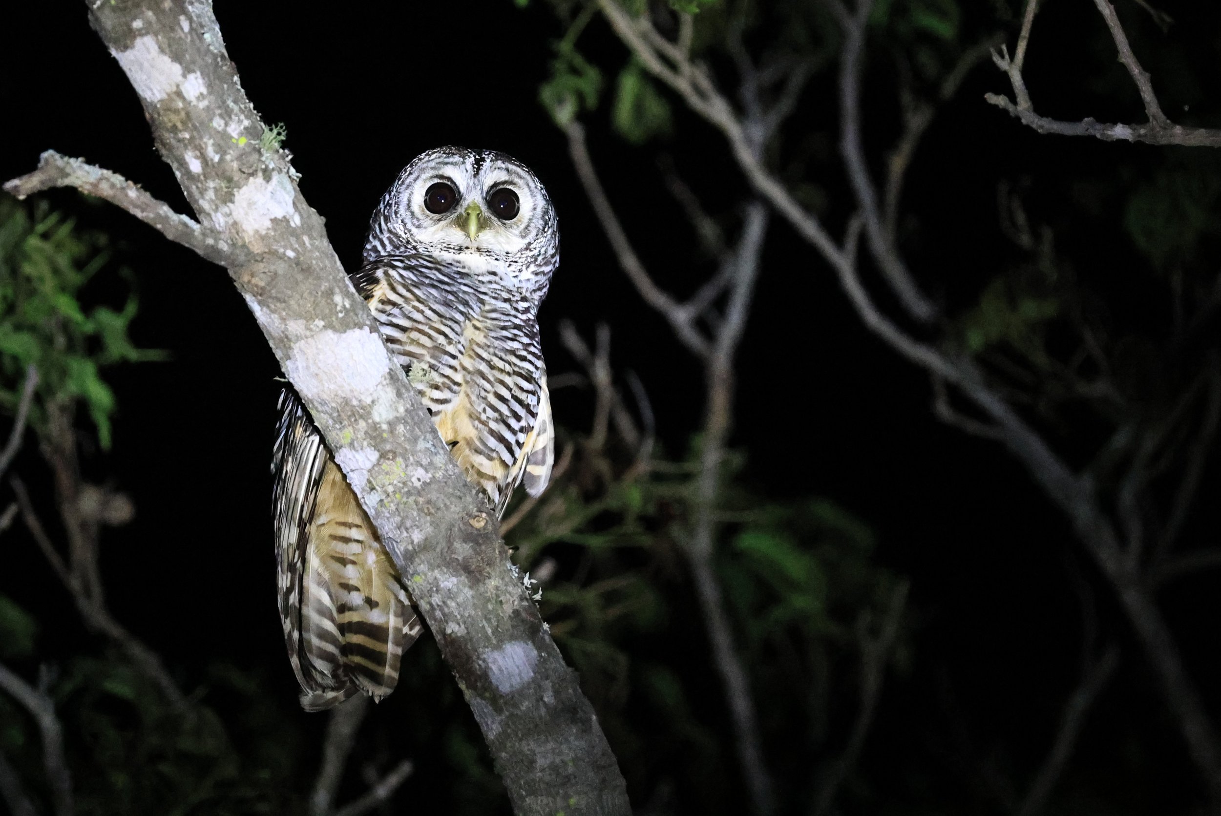 Chaco Owl (Strix chacoensis) Reserva Nueland  Selva Serena (38).jpg