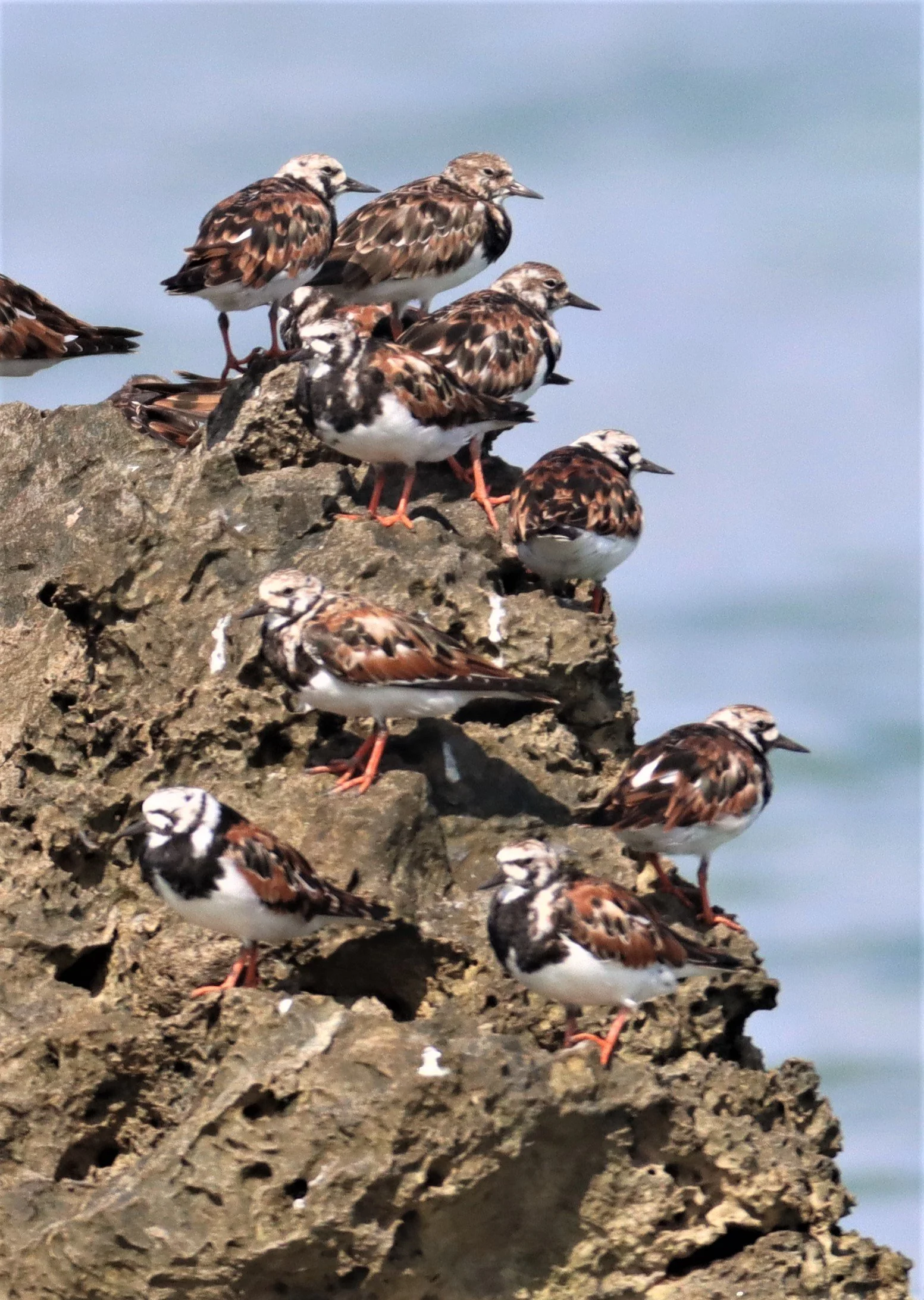TURNSTONE - RUDDY TURNSTONE - Arenaria interpres - LAEM PAKARAM PHANG NGA (14).jpg