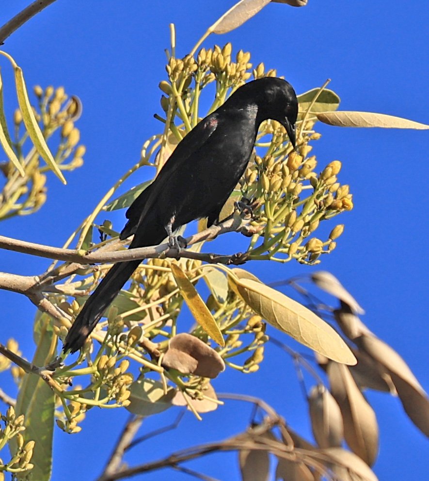 Variable Oriole (Icterus pyrrhopterus) Estancia Campo'í Paraguay (57).jpg