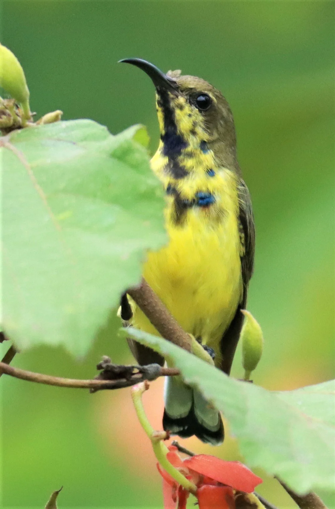 SUNBIRD - OLIVE-BACKED SUNBIRD - Nectarinia jugularis - NONG YA PLONG PETCHABURI (24).jpg