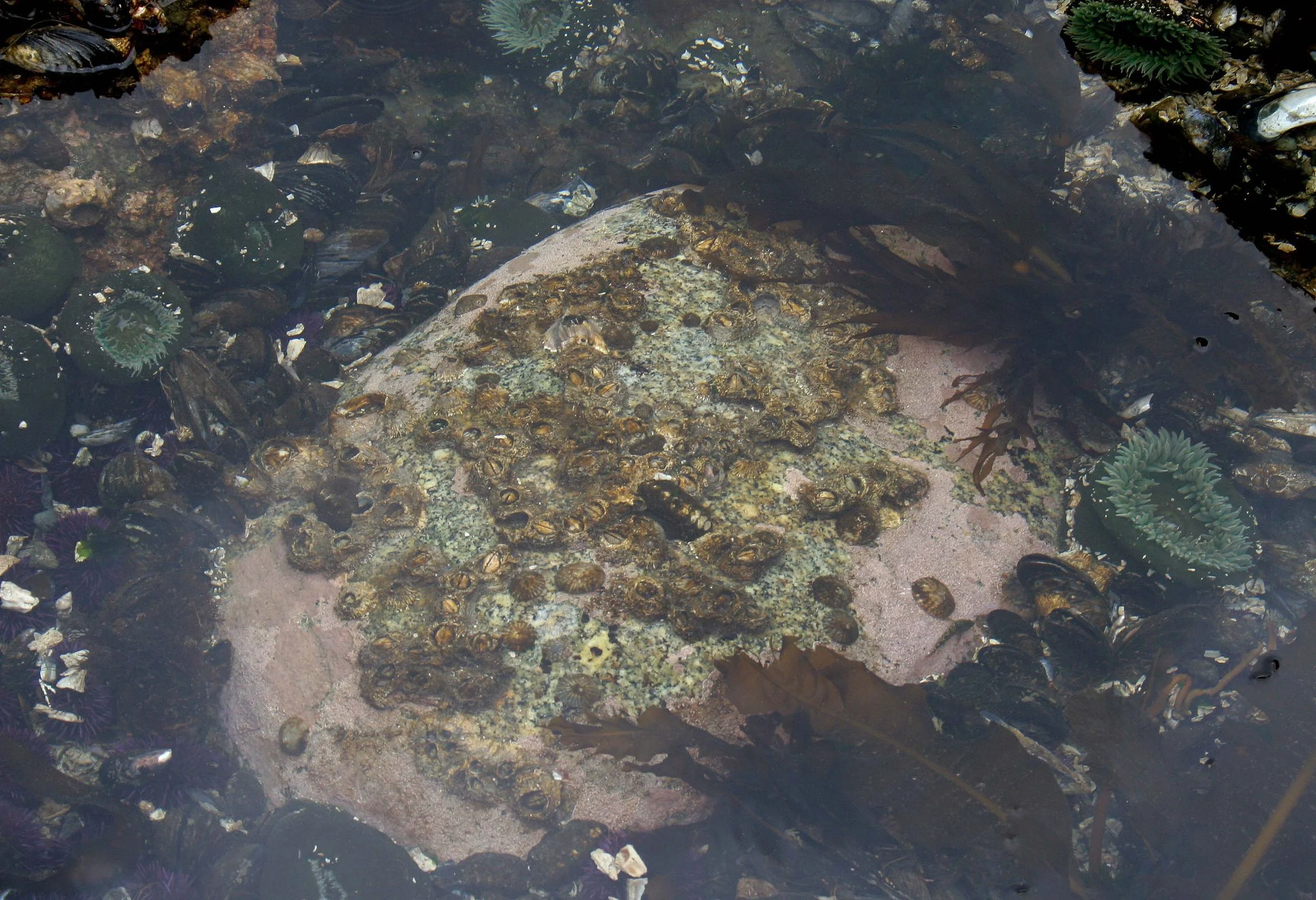 INVERTS - INTERTIDAL - ARTHROPOD - BALANUS COMMUNITY.jpg