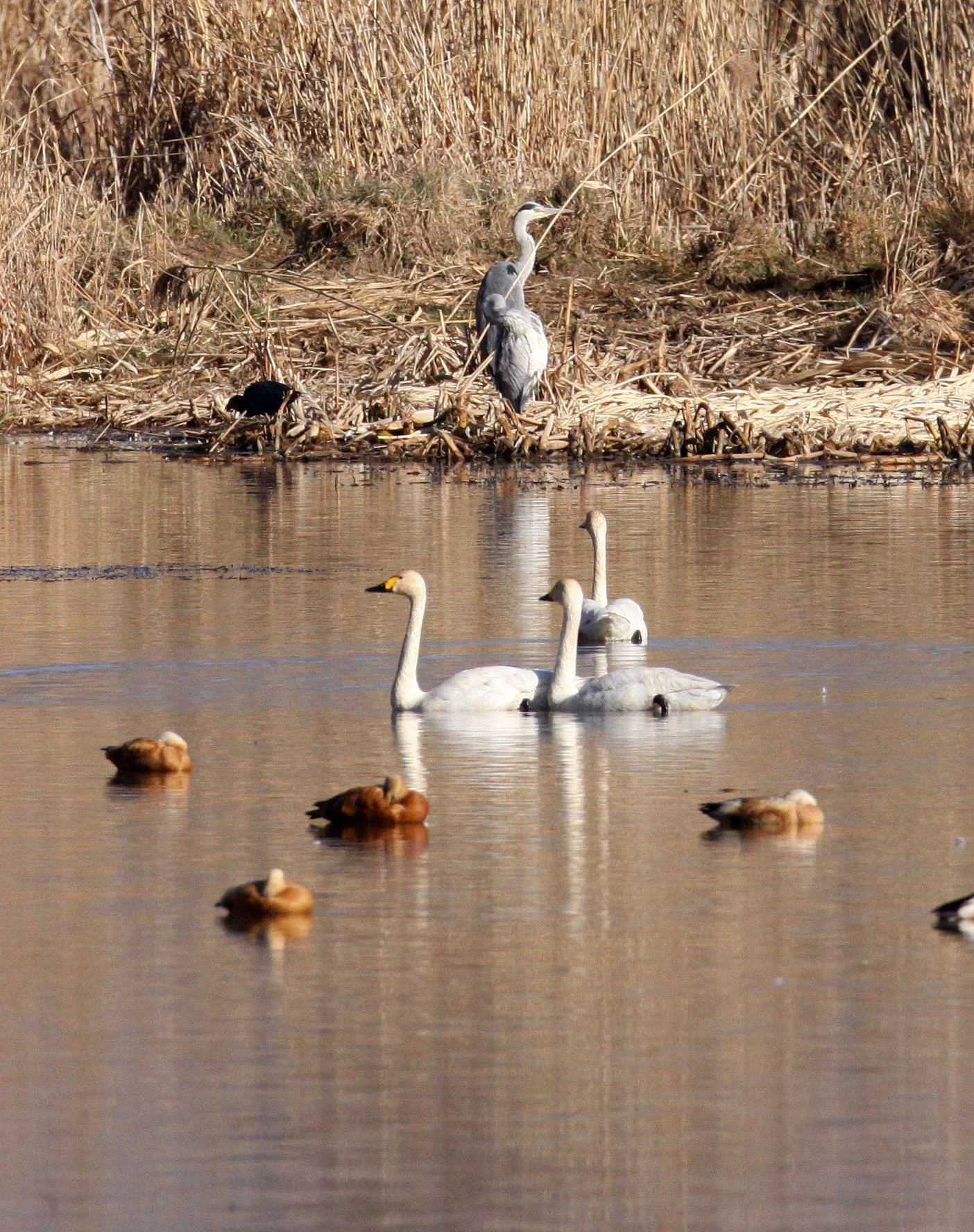 SWAN - TUNDRA SWAN - Cygnus columbianus - CAO HAI WETLANDS PARK NEAR LIJIANG YUNNAN CHINA (12).JPG