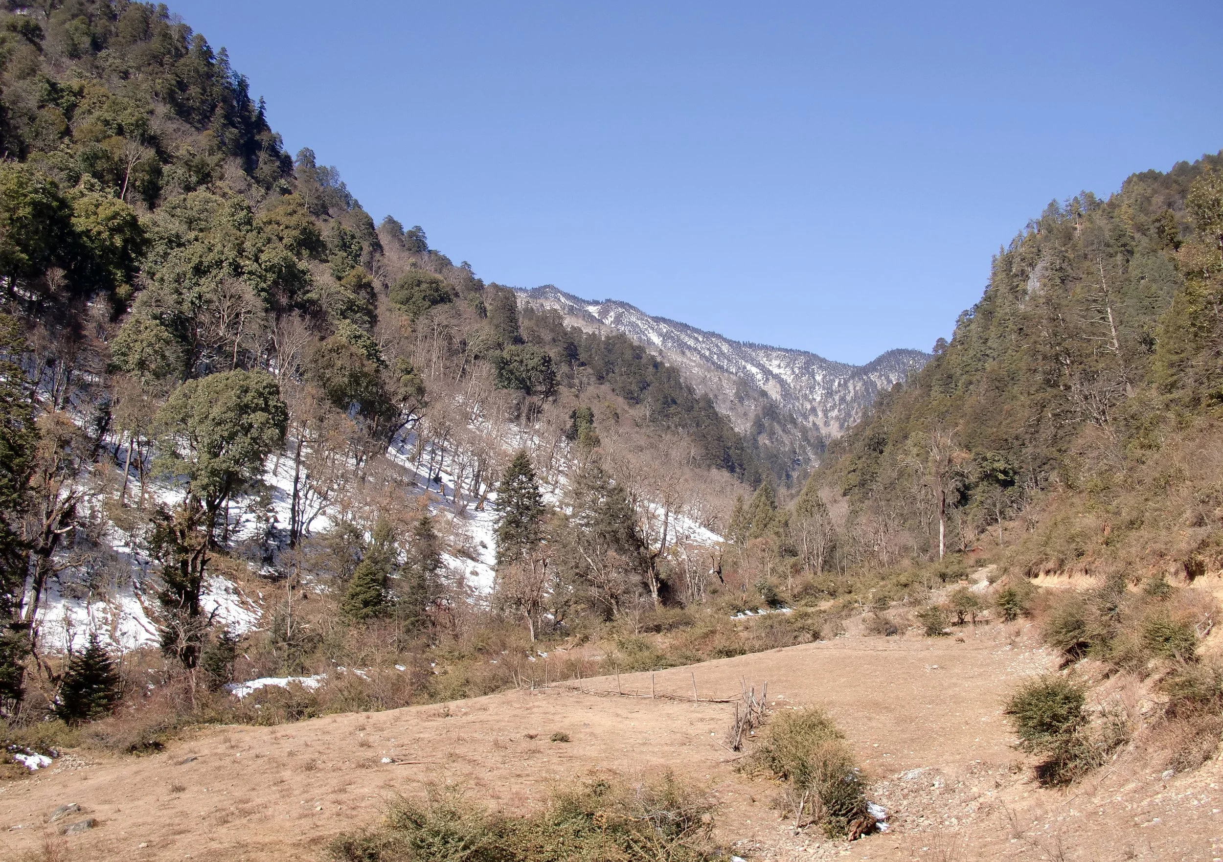 YUNNAN - BAIMA SNOW MOUNTAIN NATURE RESERVE (6).JPG