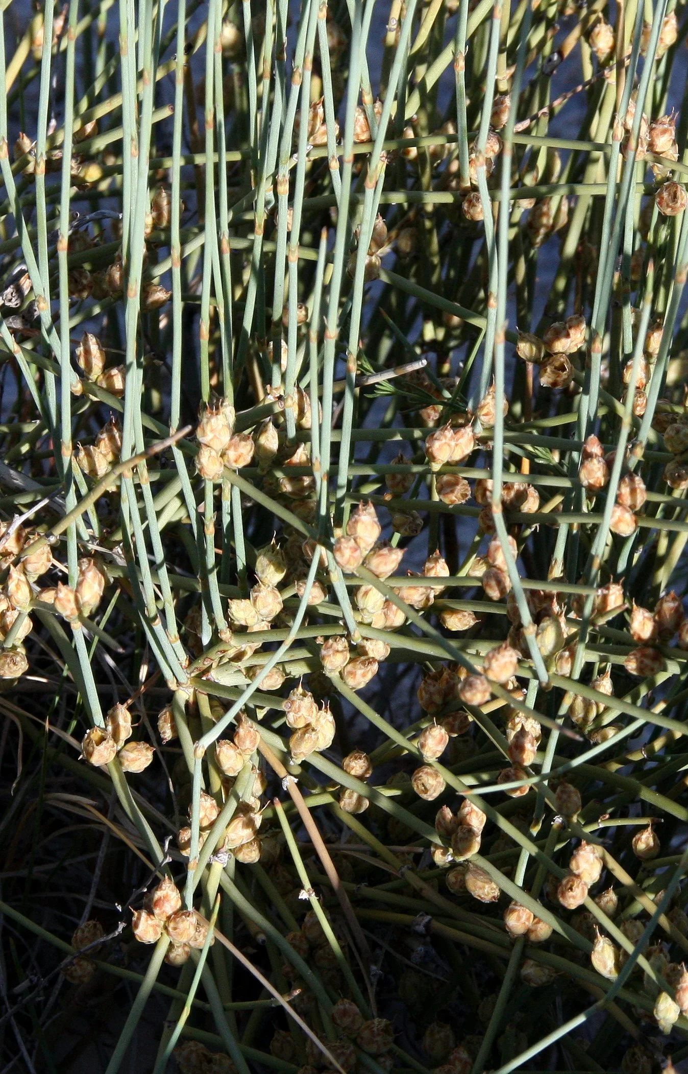 EPHEDRACEAE - EPHEDRA TORREYANA - JOINTFIR EPHEDRA - WHITE SANDS NATIONAL MONUMENT.JPG