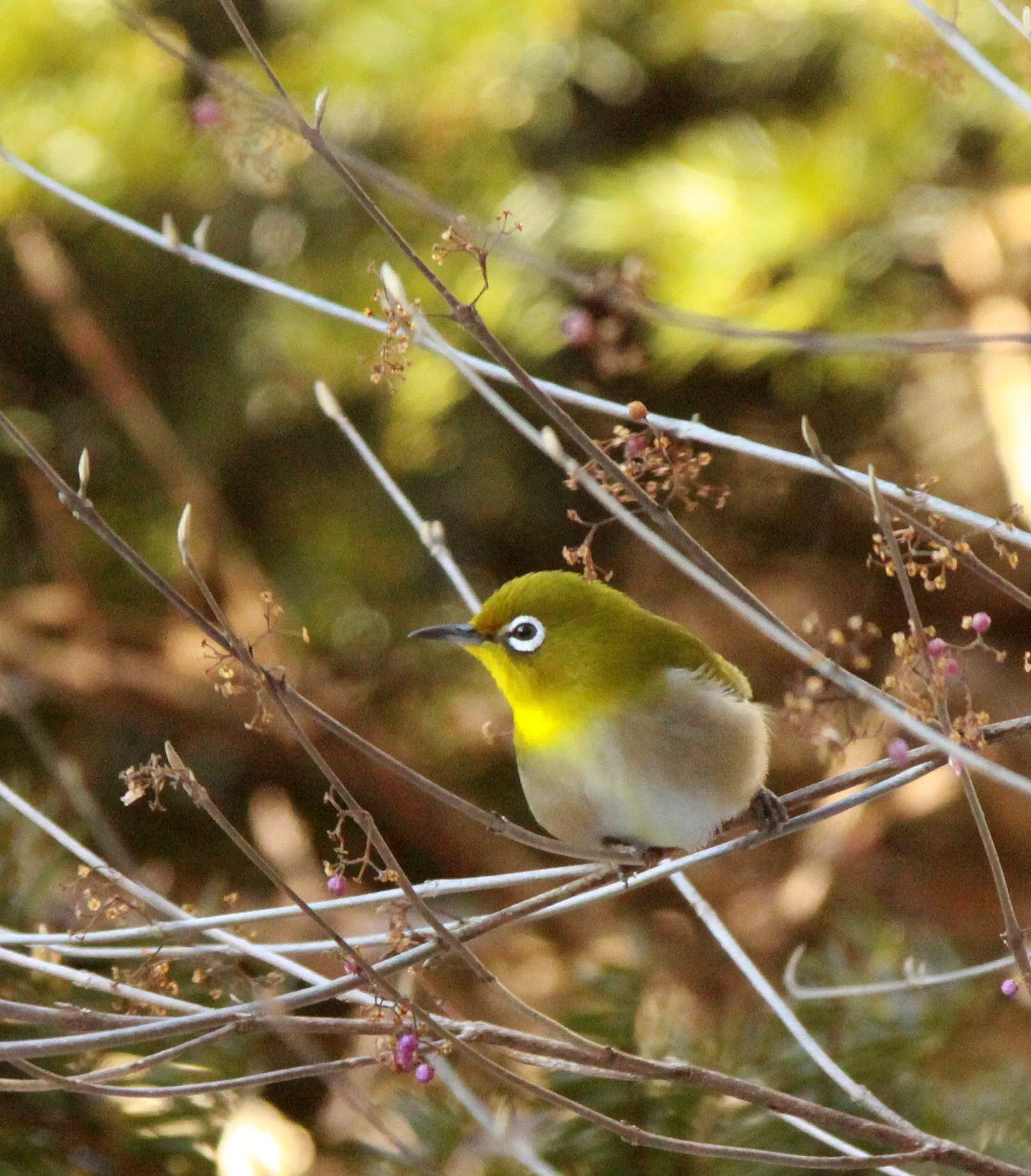 BIRD - WHITE-EYE - JAPANESE WHITE-EYE - SHIOBUTSU ONSEN KARUIZAWA JAPAN (32).JPG
