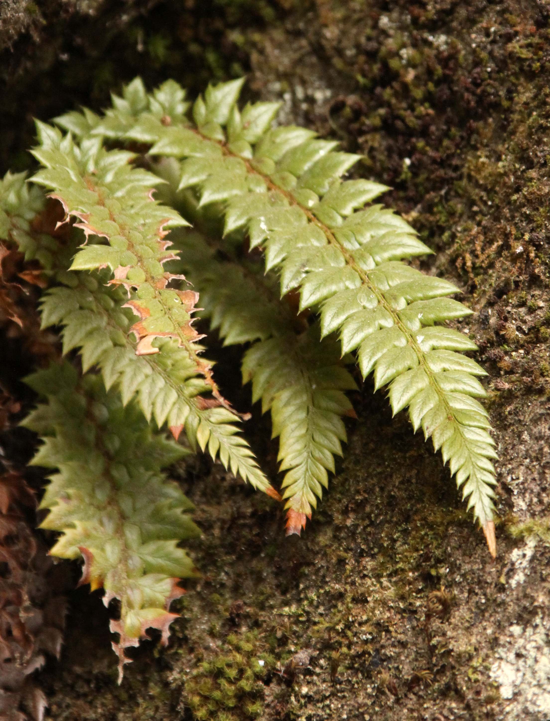 FOPING NATURE RESERVE - SHAANXI PROVINCE CHINA (154).JPG