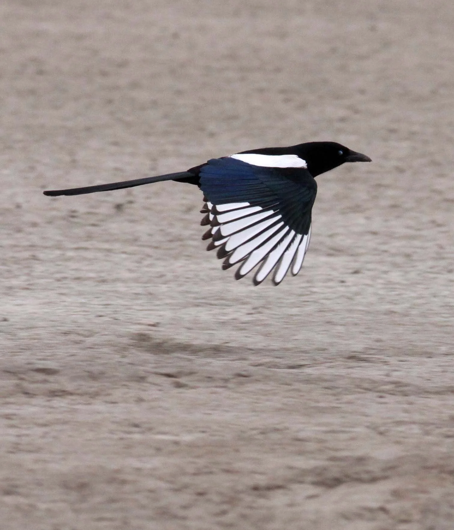 BIRD - MAGPIE - COMMON BLACK-BILLED MAGPIE- YANCHENG CHINA (15).JPG