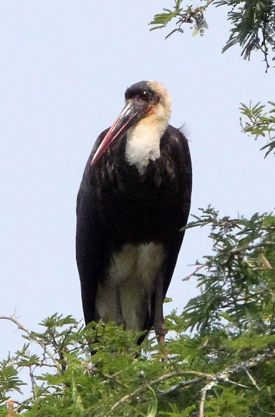 STORK - AFRICAN WOOLLY-NECKED STORK - Ciconia microscelis - QUEEN ELIZABETH NATIONAL PARK UGANDA (8).JPG