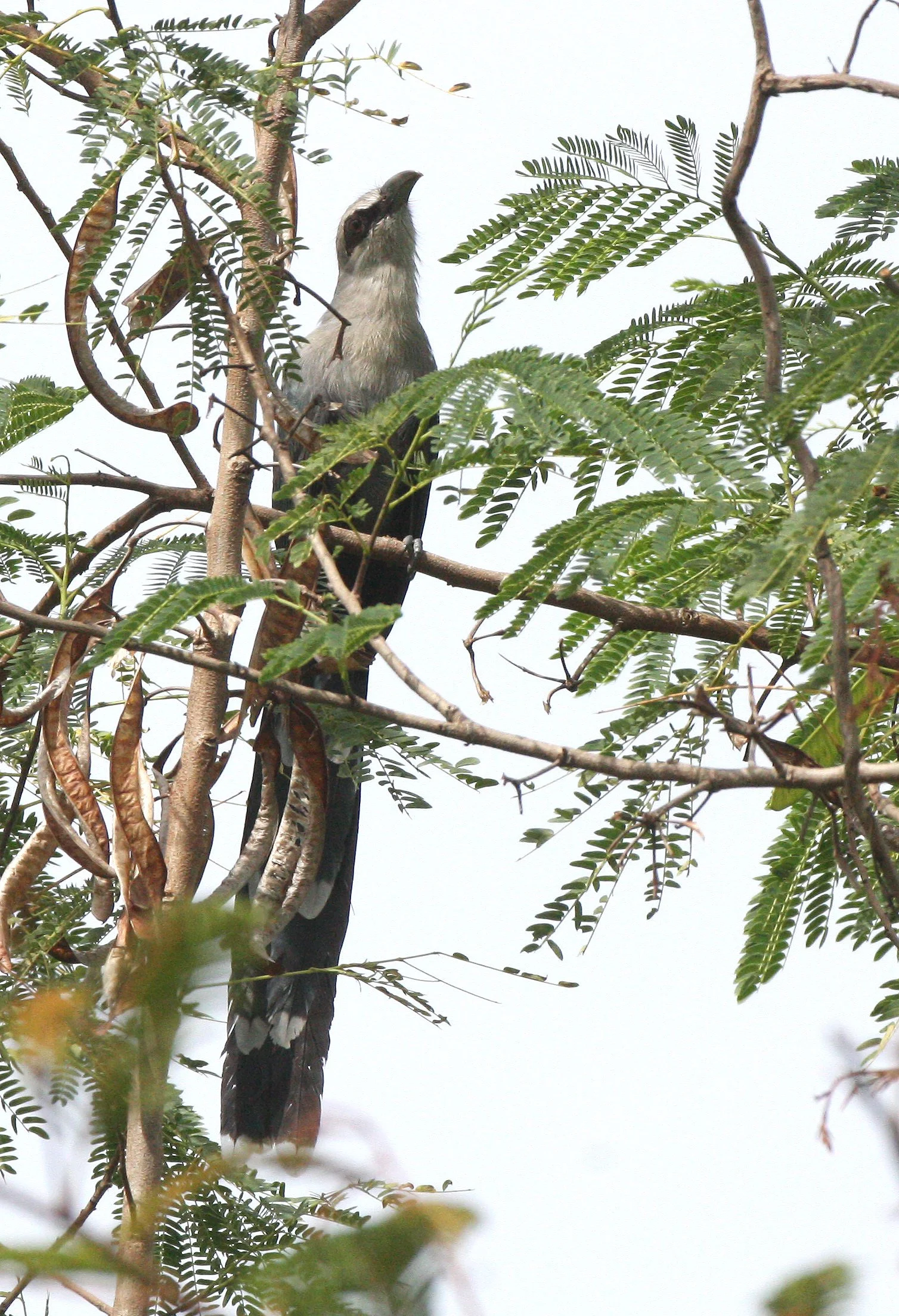 Green-billed Malkoha (Phaenicophaeus tristis) Kaeng Krachan NP Thailand (10).JPG