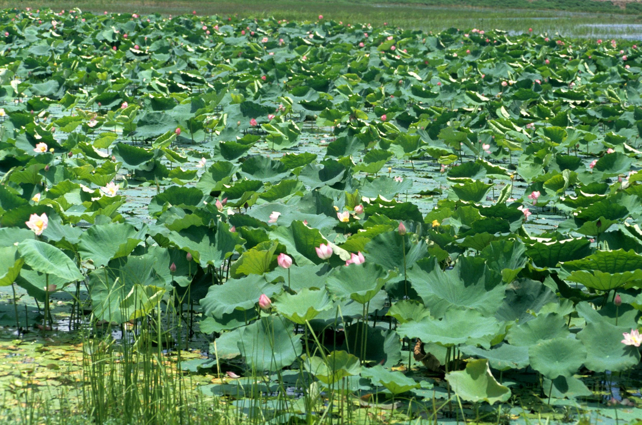 VIET NAM - LOTUS SPECIES IN CENTRAL REGIONS (2).jpg