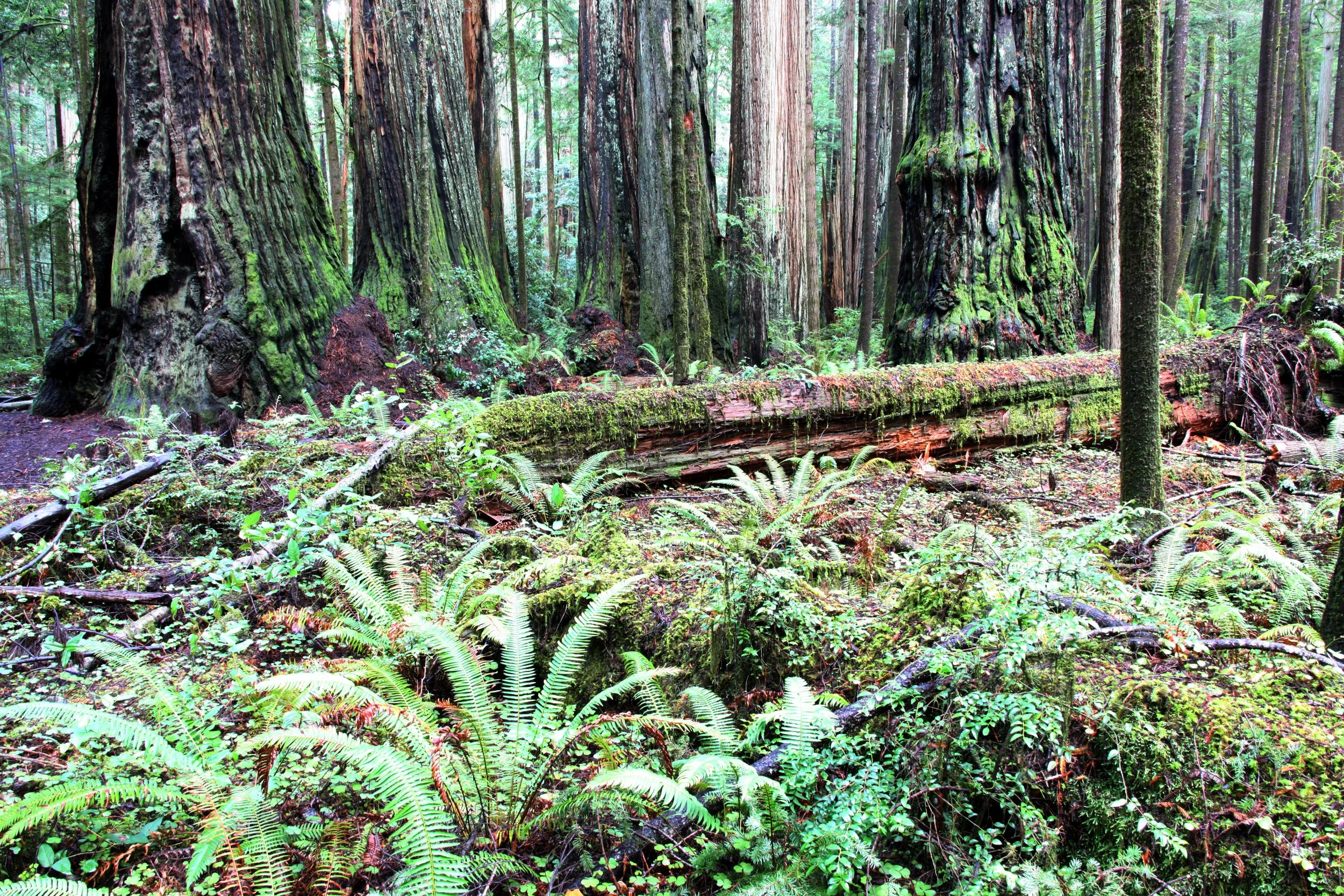 JEDIDIAH SMITH REDWOODS STATE PARK CALIFORNIA (12).JPG