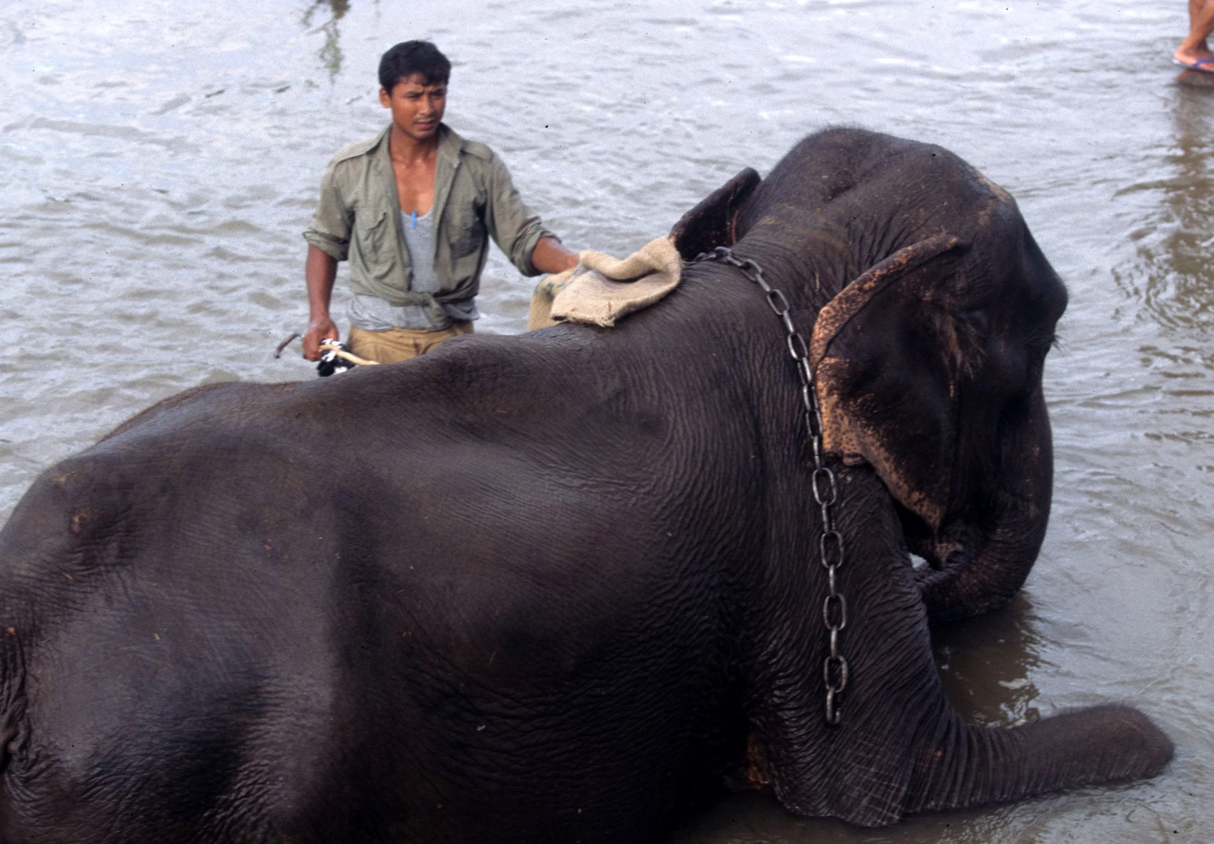 NEPAL - CHITWAN NP - ELEPHANT LABOR A (2).jpg