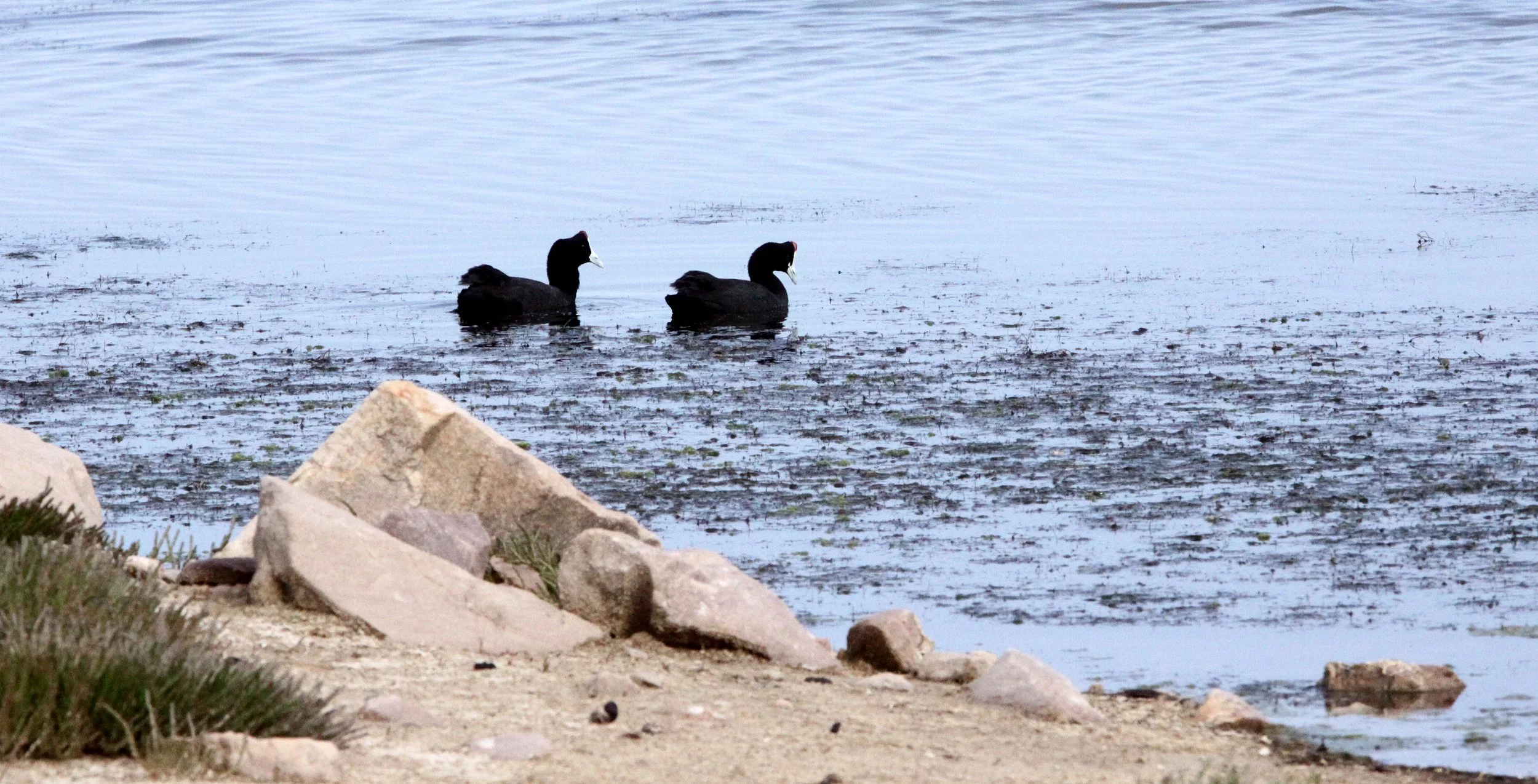 Red-Knobbed Coot (Fulica cristata) Eland's Bay South Africa (3).JPG