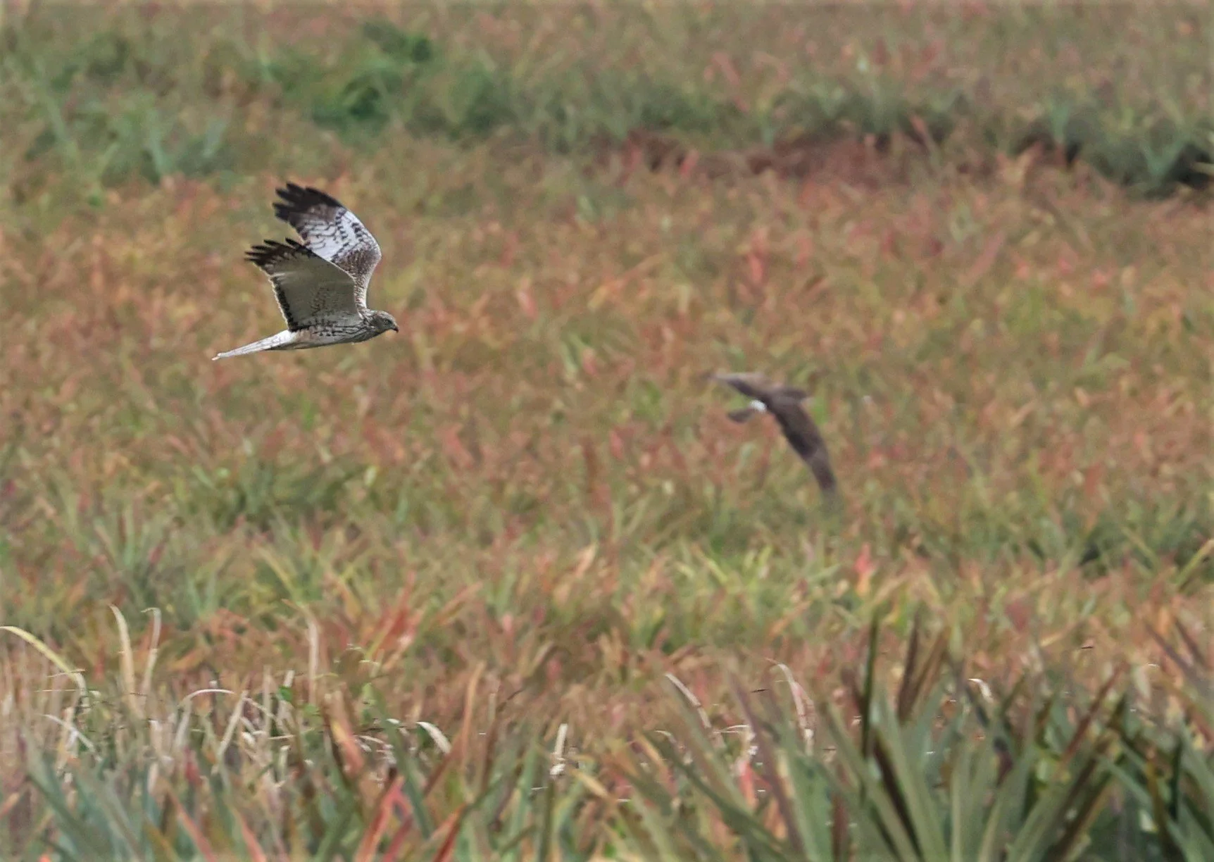 HARRIER - PIED HARRIER - Circus melanoleucos - YONOK CHIANG SAEN CHIANG RAI - ROOST Feb 2022 (67).jpg
