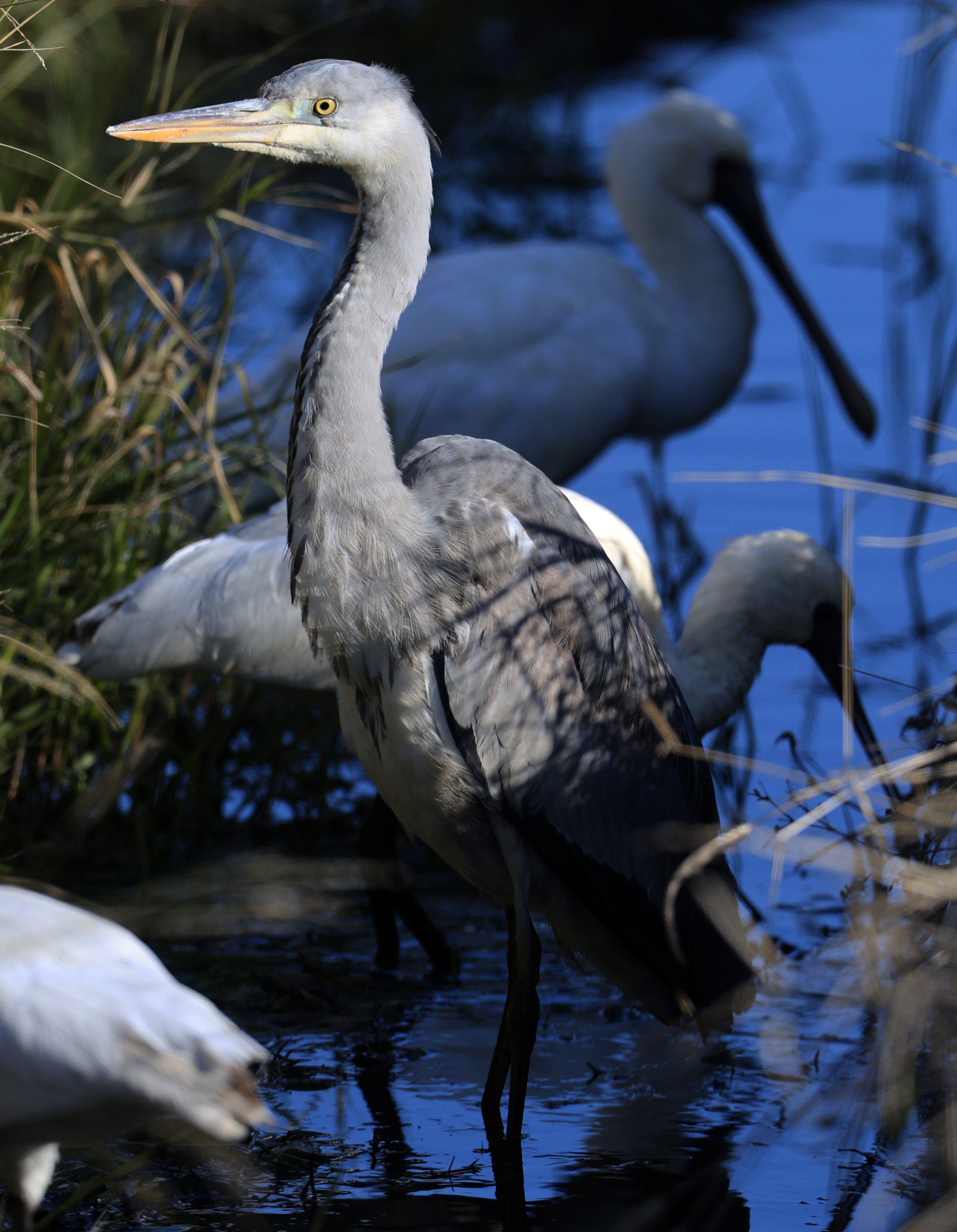 Grey Heron (Ardea cinerea) Izumi Crane Center and Fields Izumi Kagoshima Japan (15).jpg