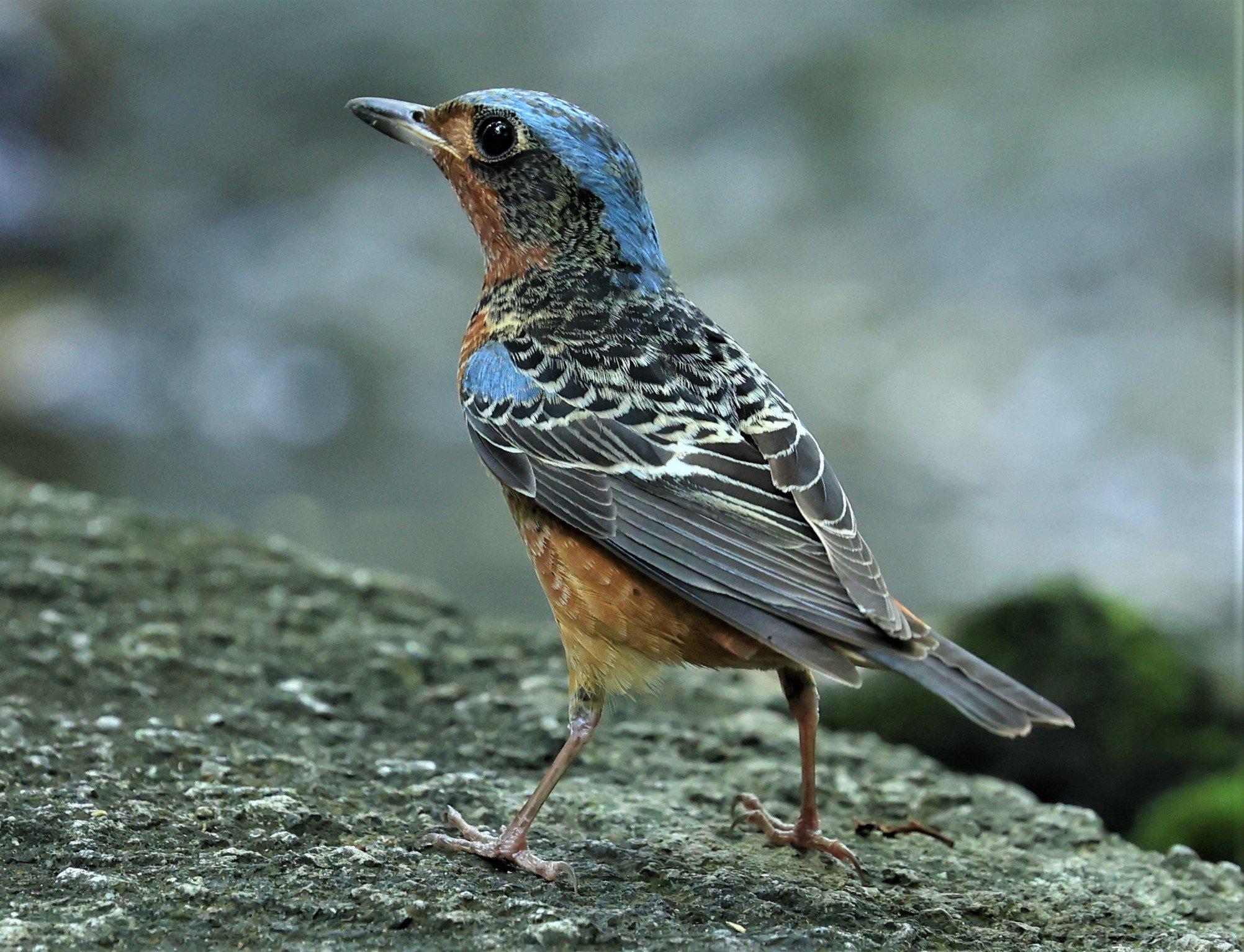 ROCK-THRUSH - WHITE-THROATED ROCK-THRUSH - Monticola gularis - WAT THAM PRATHUM CHONBURI March 2022 (24).jpg