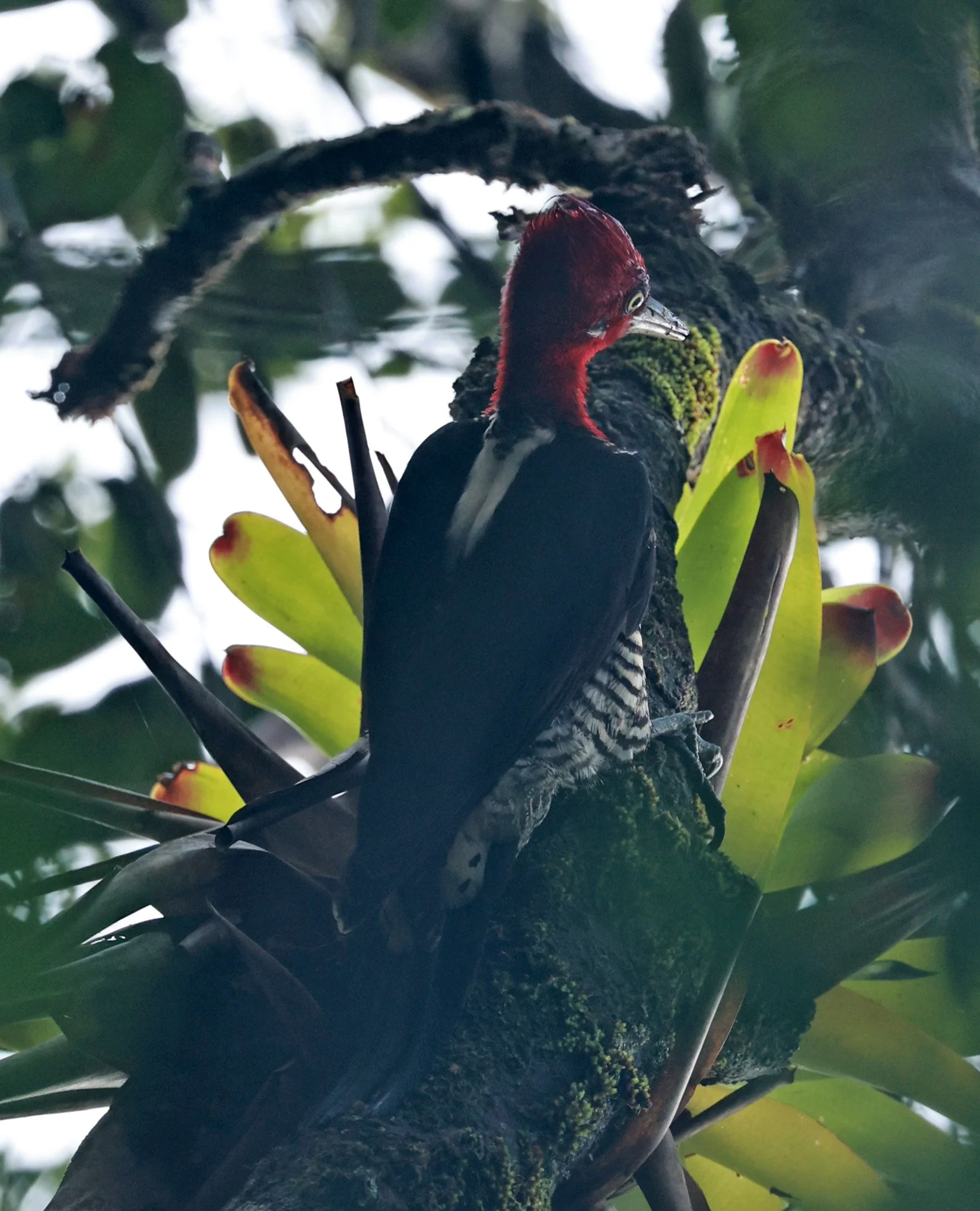 Robust Woodpecker (Campephilus robustus) Superagui National Park, Brazil (3).jpg