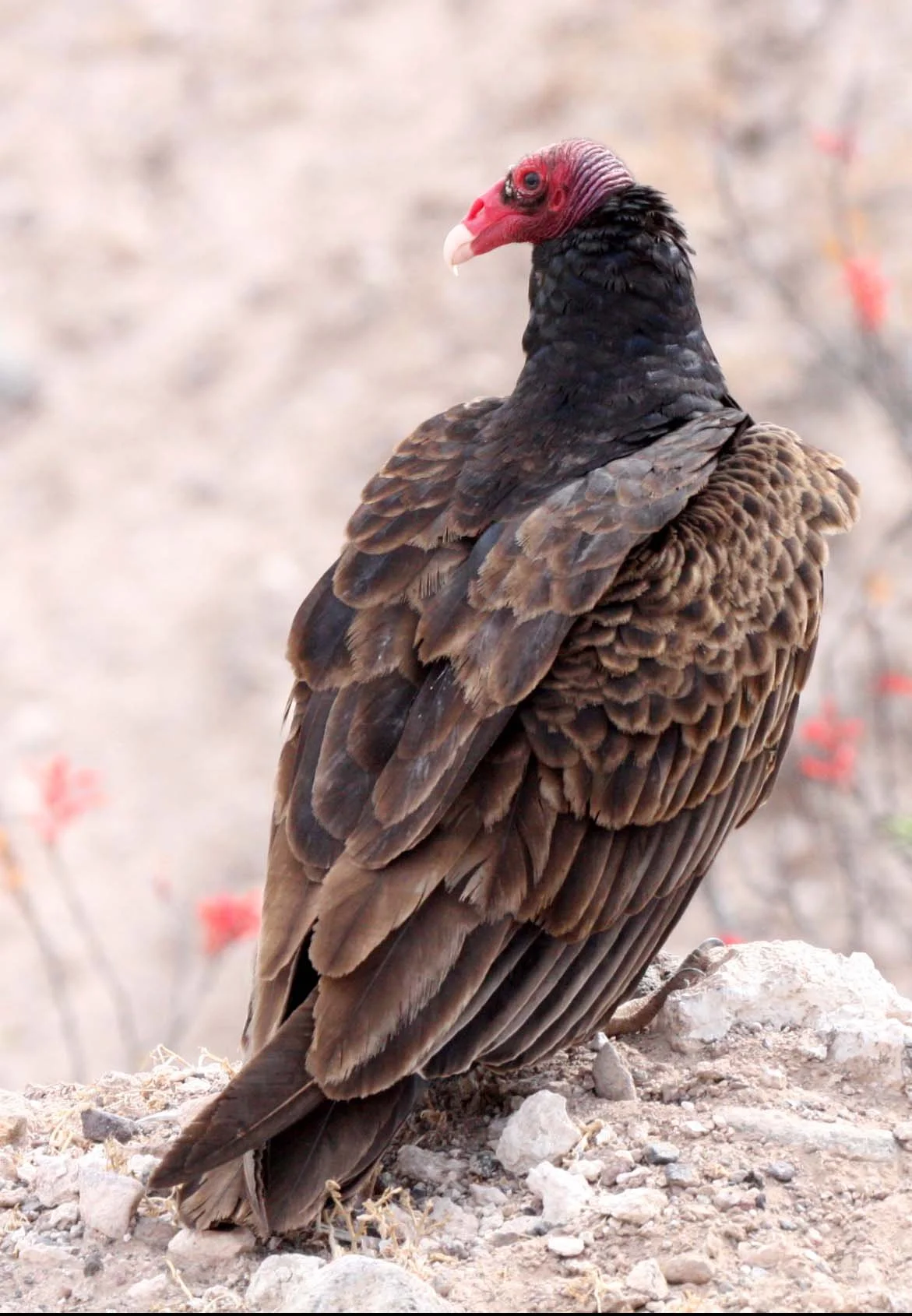 Cathartes aura aura - TURKEY VULTURE - SAN IGNACIO DESERT - BAJA MEXICO (13).JPG
