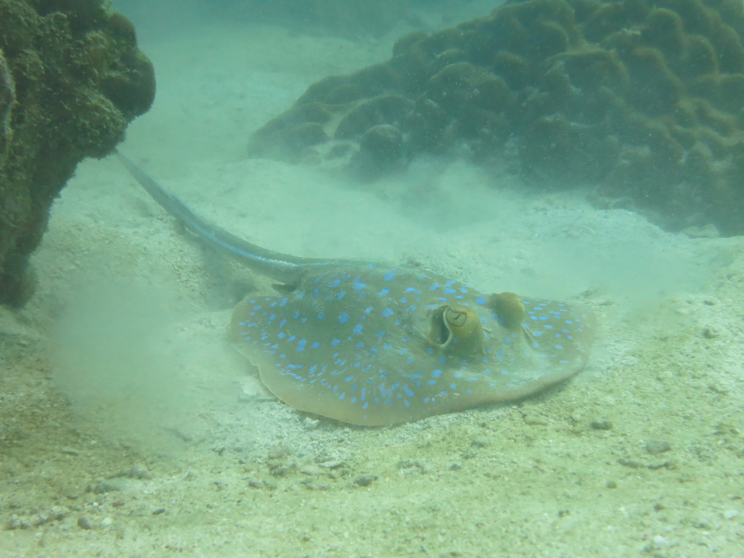2016 BPS Satthahip Dive Trip with Marine Conservation Club (27).JPG