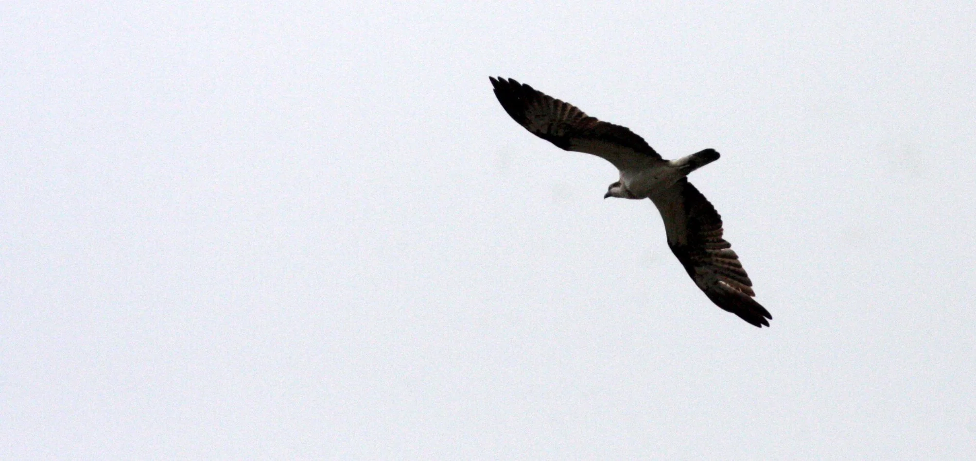 Pandion haliaetus - OSPREY - SHIMOKITA PENINSULA KAWAUCHI JAPAN (1).JPG