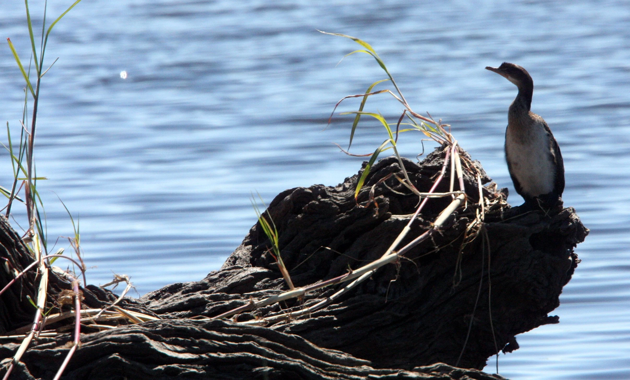  Microcarbo africanus - Reed Cormorant - Chobe National Park, Botswana (4).JPG