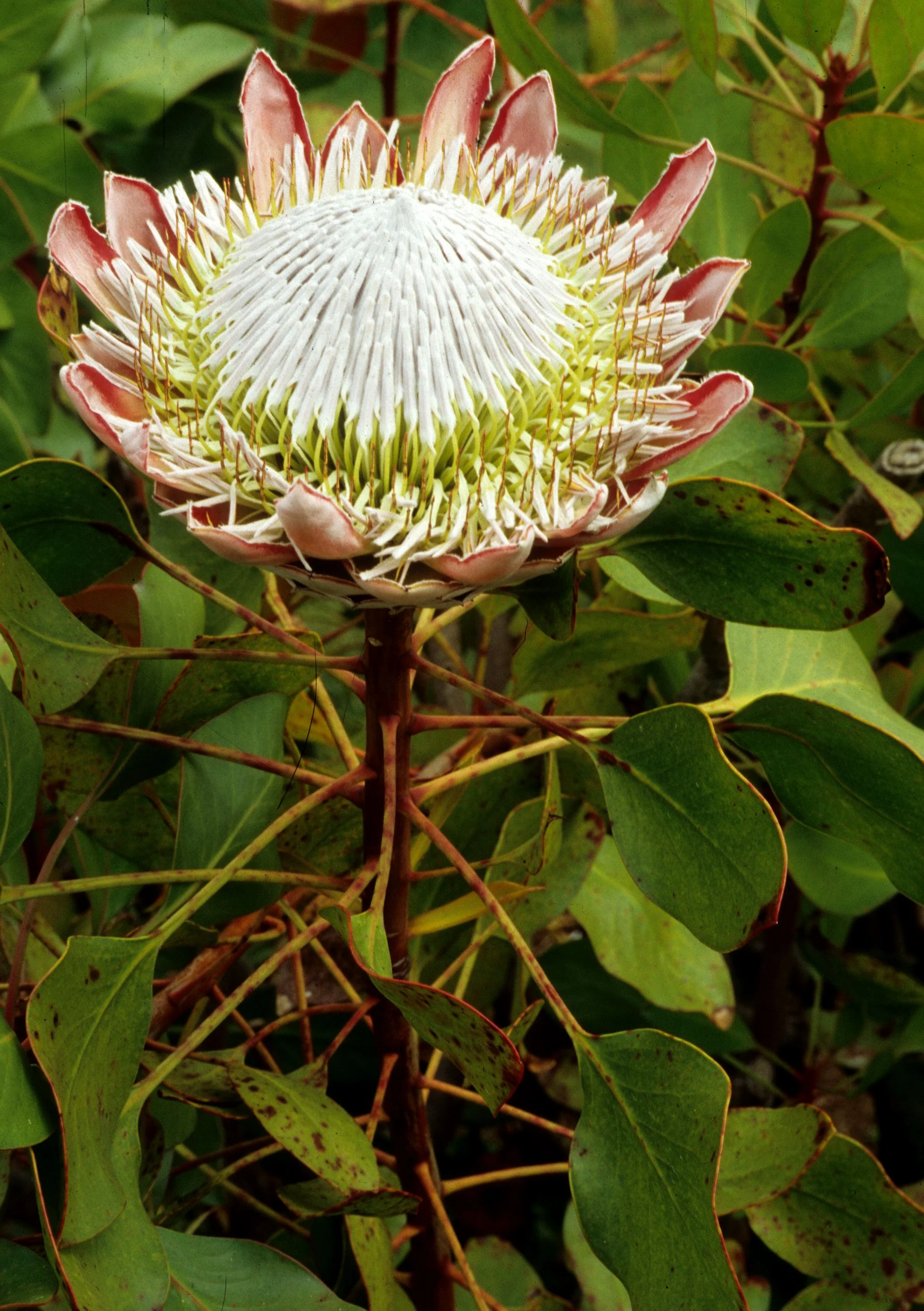 HAWAII - MAUI - PROTEA - KING - MAUI A (2).jpg