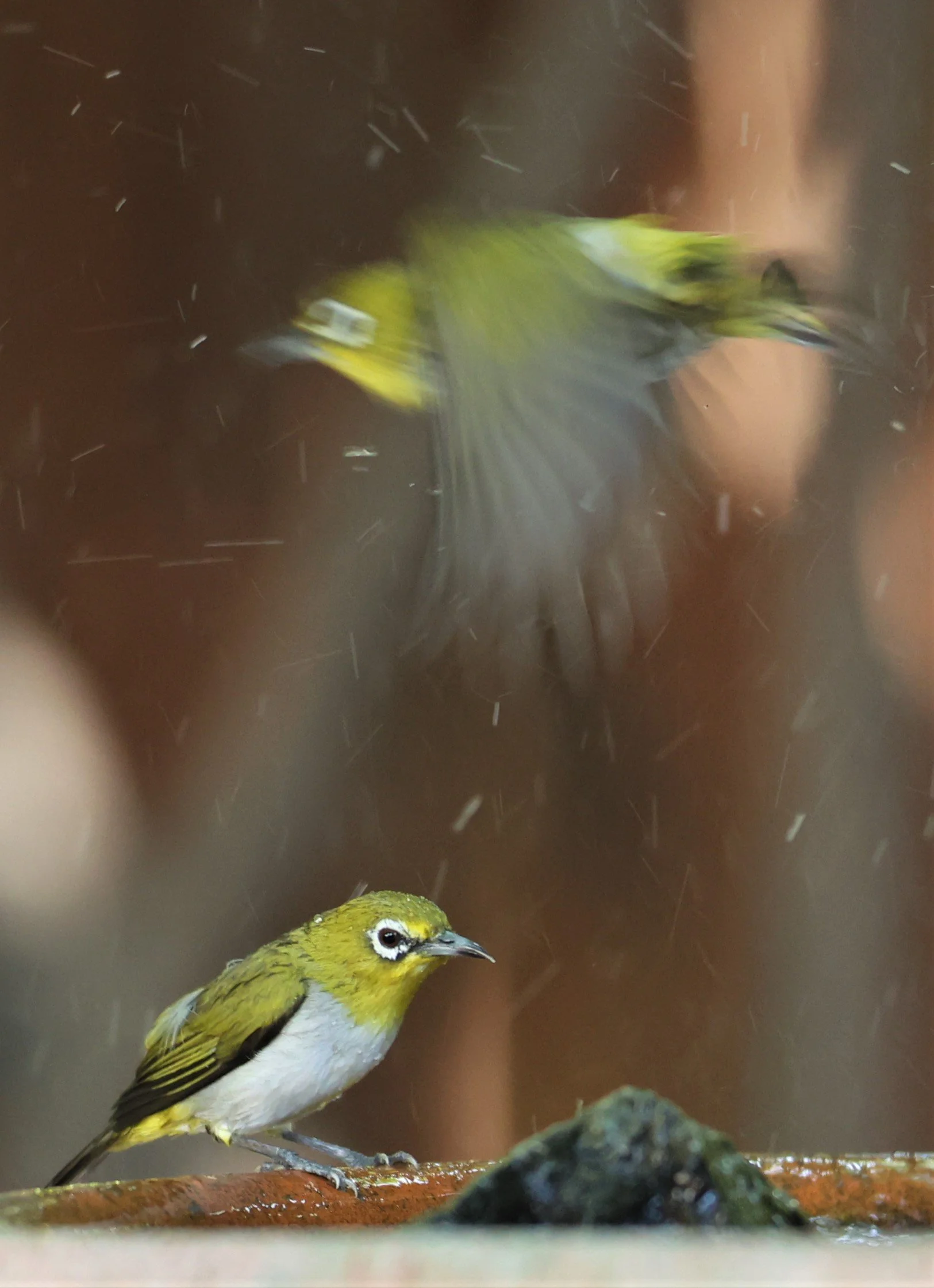 Swinhoe's White-eye (Zosterops simplex) Bang Pu Recreational Park & Mangrove Forest (15).jpg